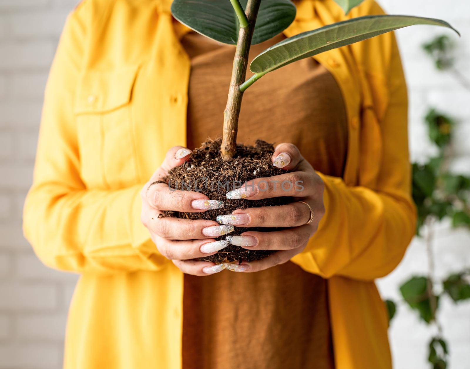 Home gardening. Female gardener in yellow clothestaking care of the plants transplanting a young ficus plant into a new flowerpot