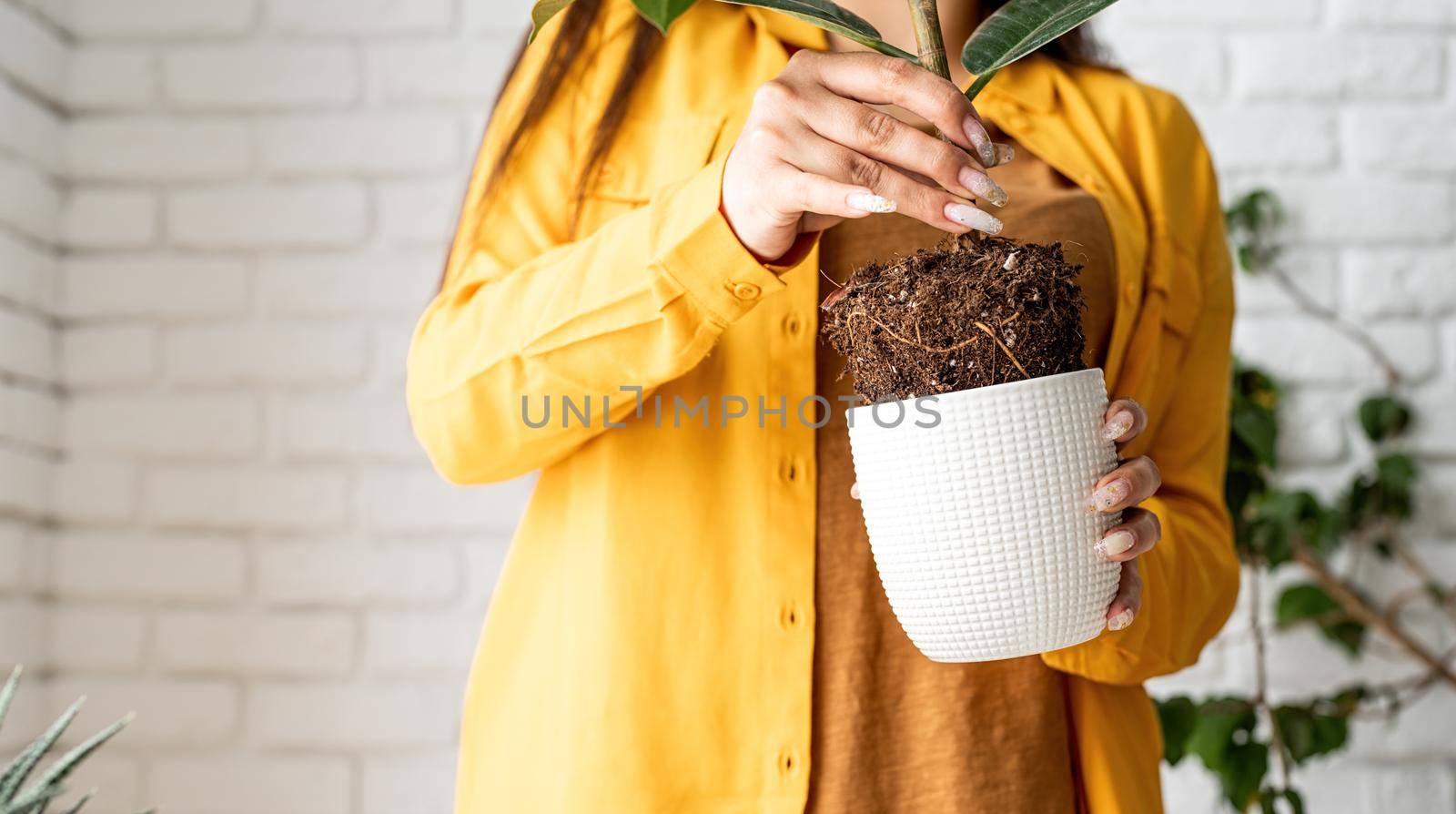 Home gardening. Female gardener in yellow clothestaking care of the plants transplanting a young ficus plant into a new flowerpot