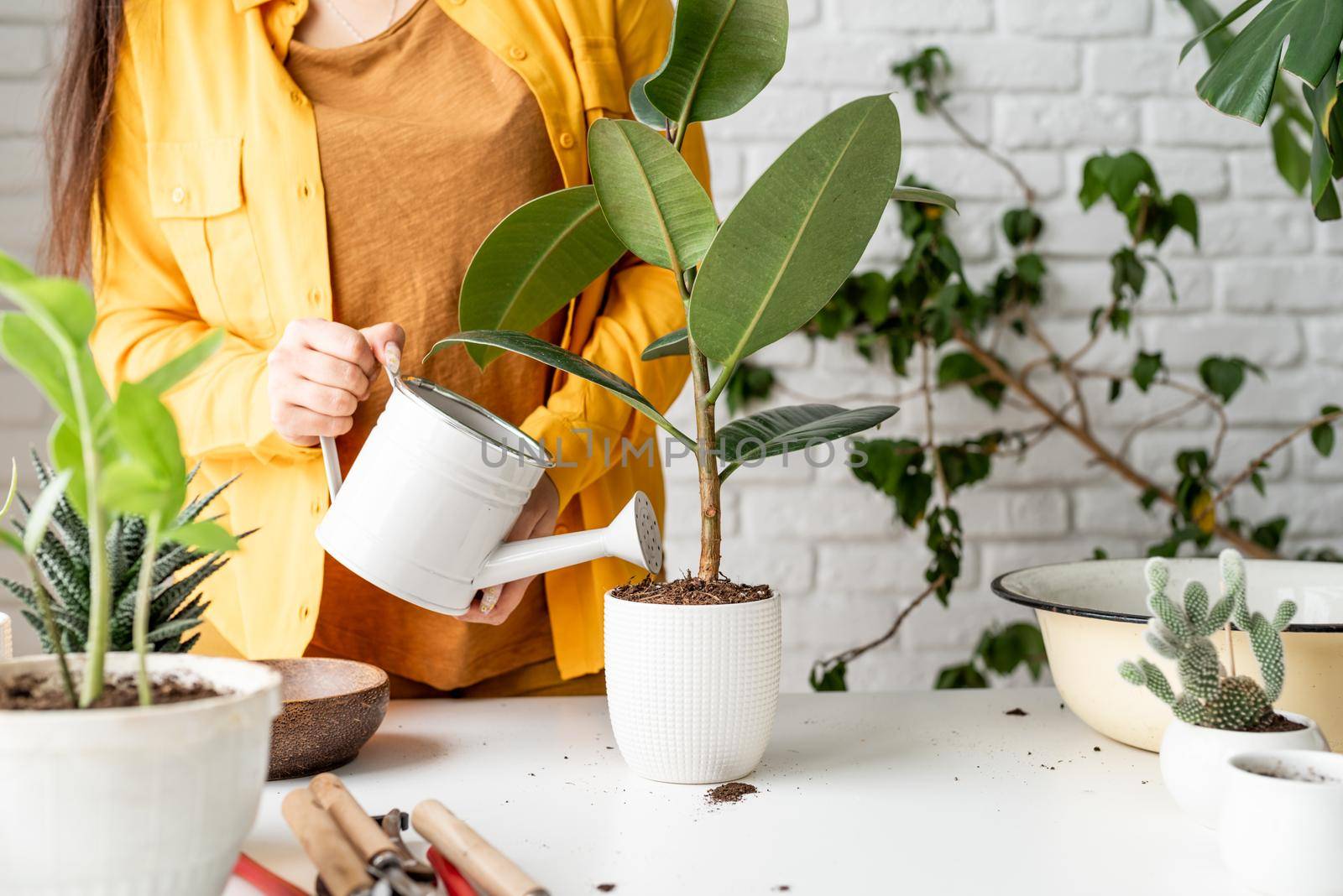 Woman gardener watering a young ficus plant by Desperada