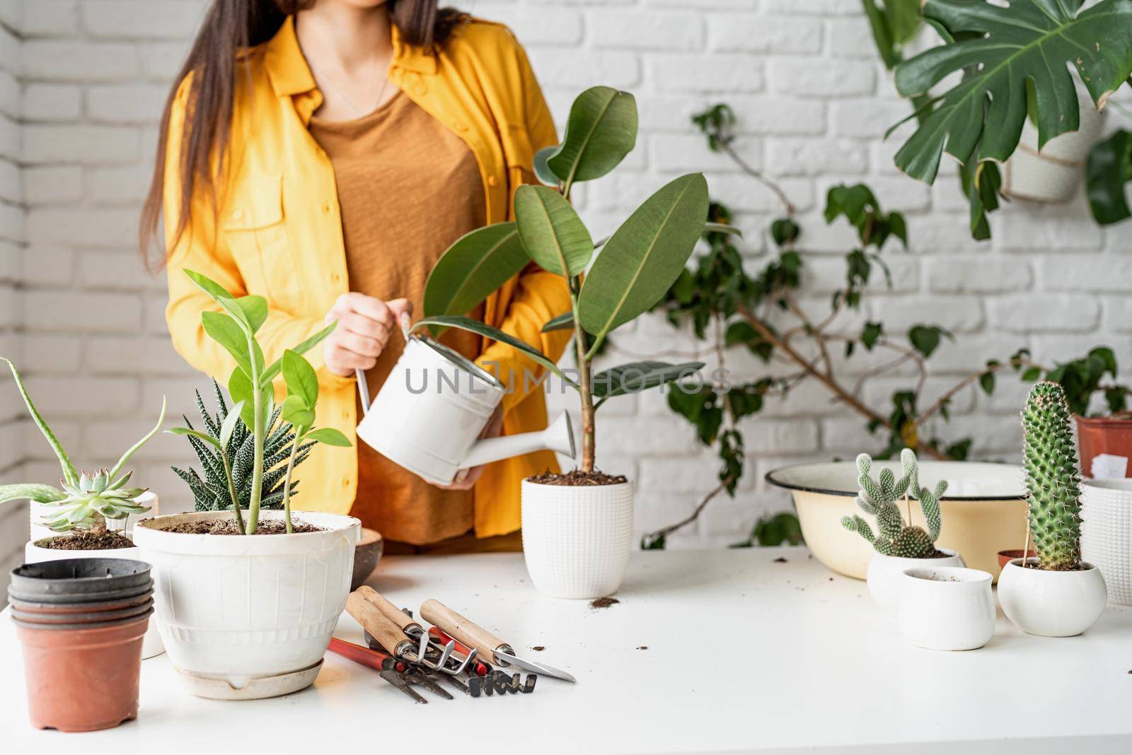 Woman gardener watering a young ficus plant by Desperada