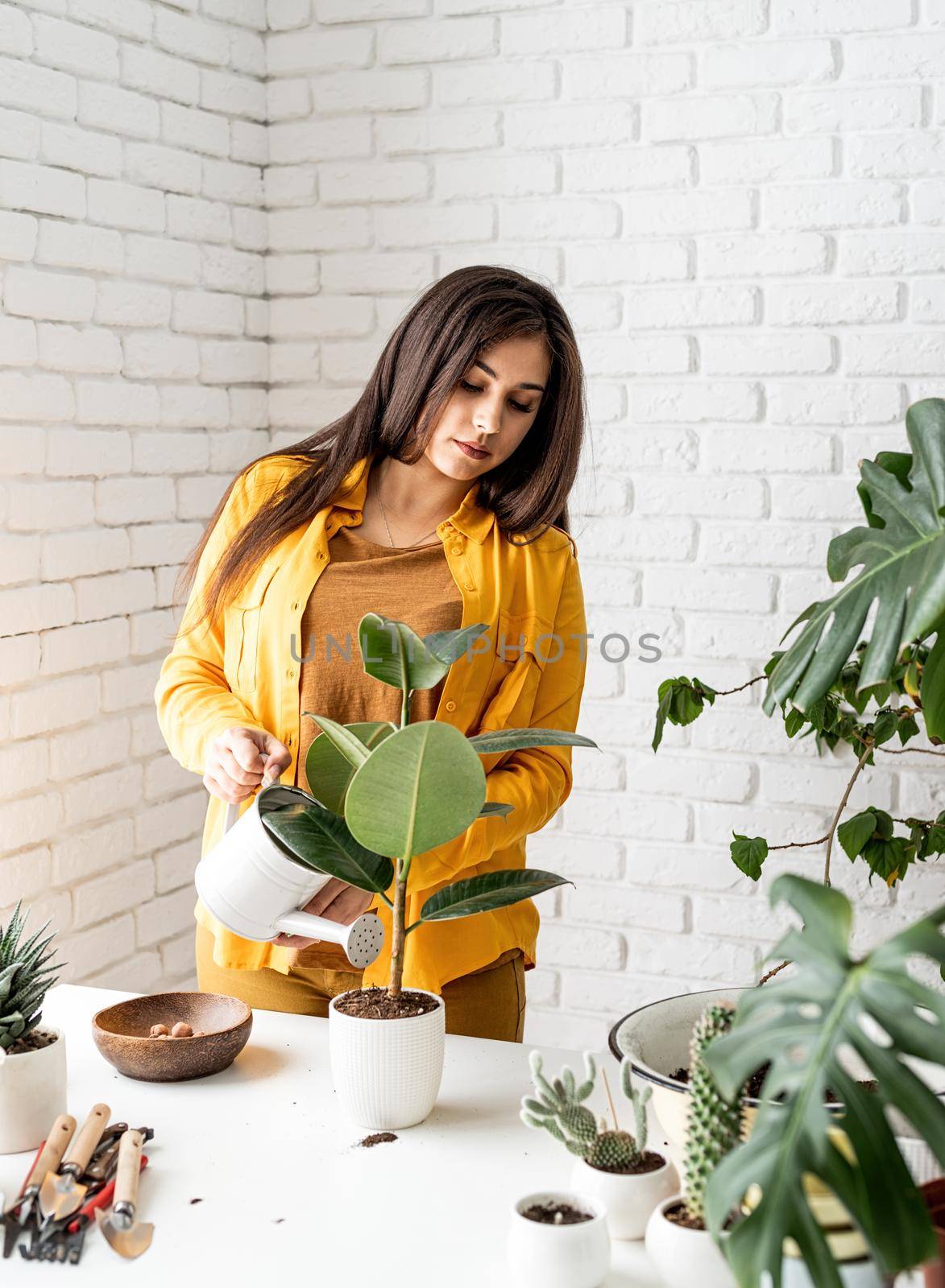 Home gardening. Female gardener in yellow clothestaking care of the plants transplanting a young ficus plant into a new flowerpot