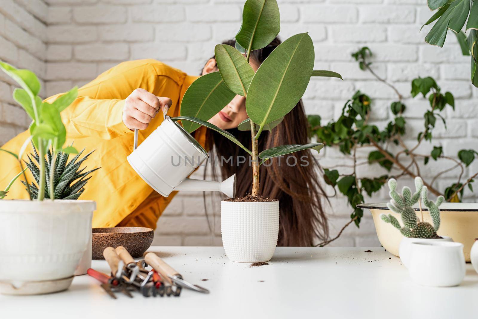 Woman gardener watering a young ficus plant by Desperada