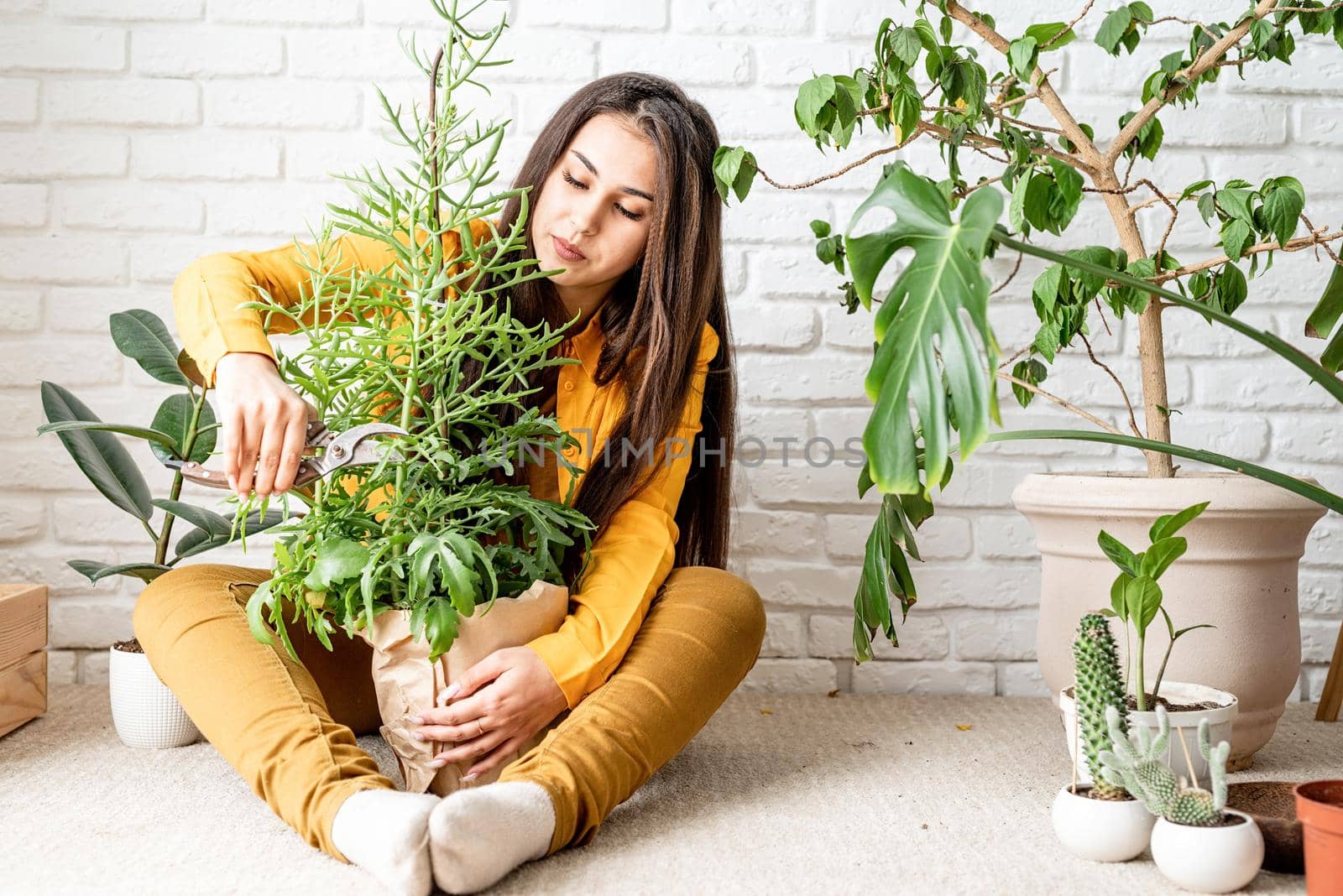Home gardening. Woman gardener taking care of her home garden kalanchoe plant