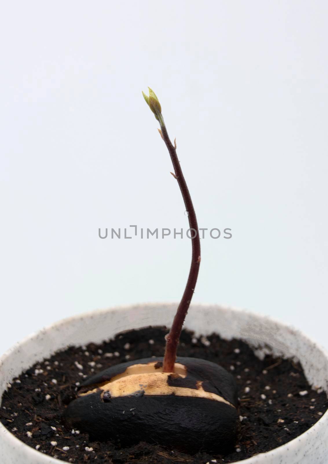 A young sprout sprouting from an avocado seed in a gray plastic pot on a white background.