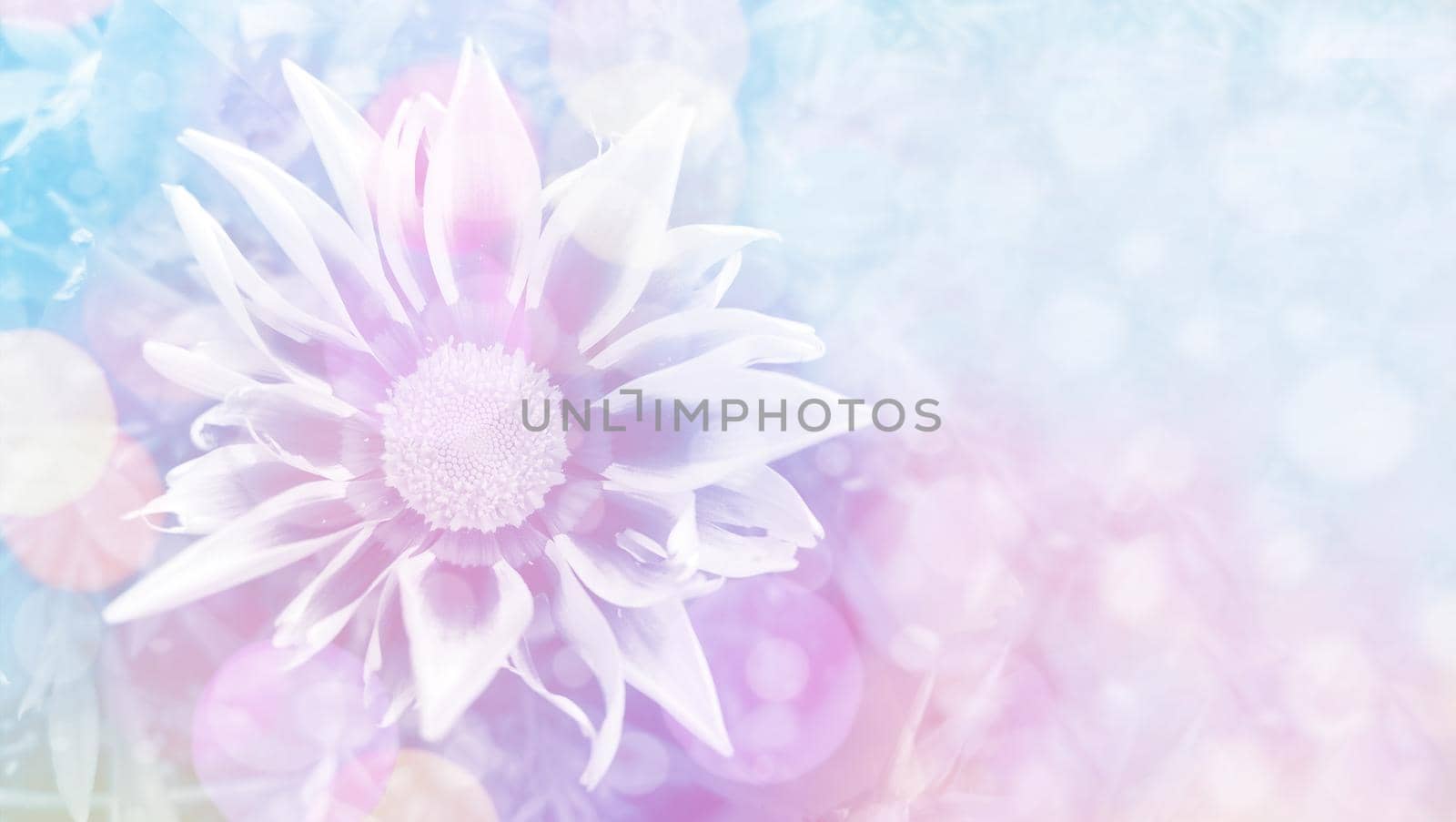 Wild Flowers with Copy Space vivid color background for designer with selective soft focus.