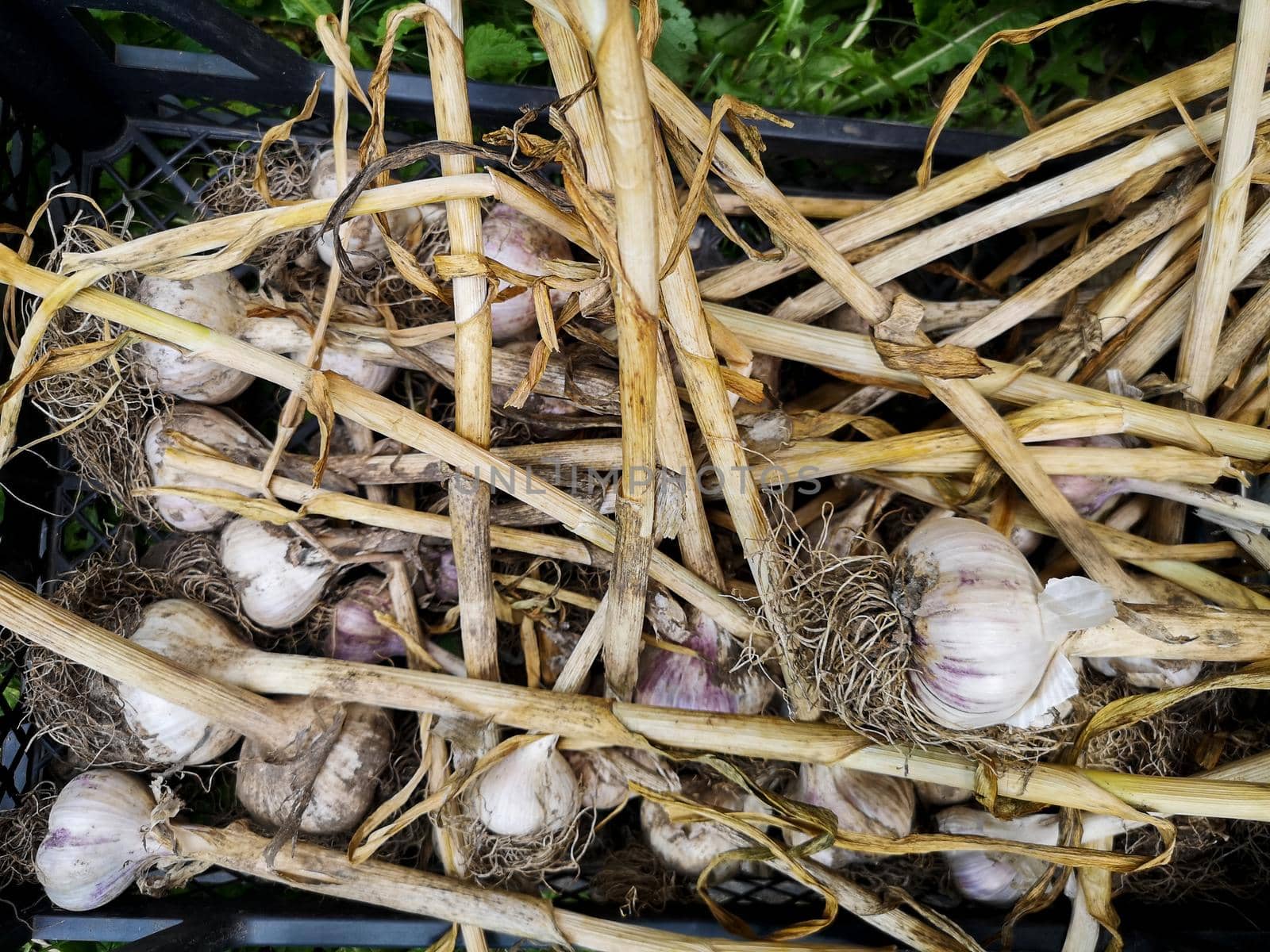 Freshly harvested garlic lies in boxes on the ground in the garden by galinasharapova