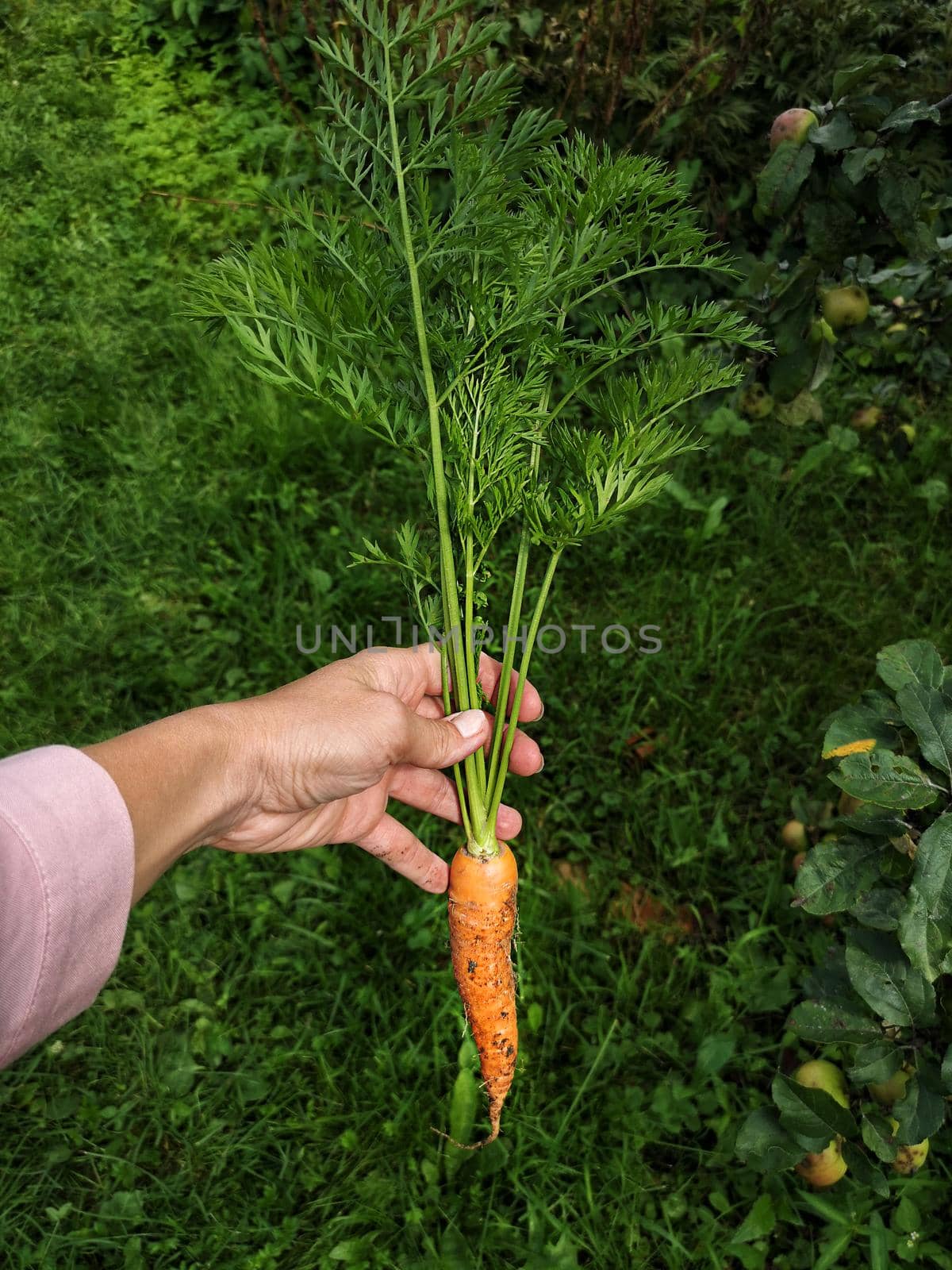 Close Up view Of Urban Farmer Harvesting Organic Carrots in the farden by galinasharapova