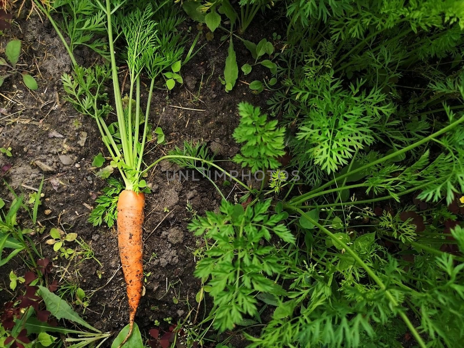 .Harvest. Carrot close up in the garden top view. Nature background. by galinasharapova