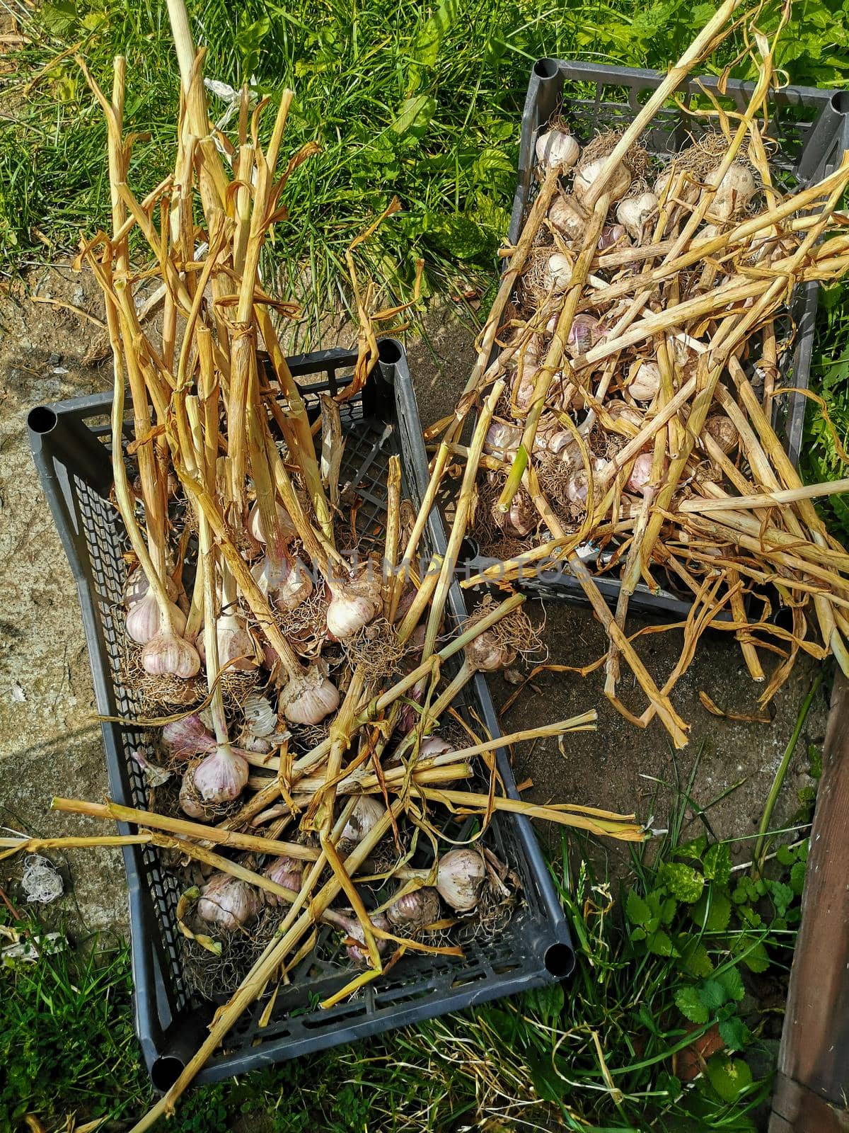 Freshly harvested garlic lies in boxes on the ground in the garden, along with roots and leaves