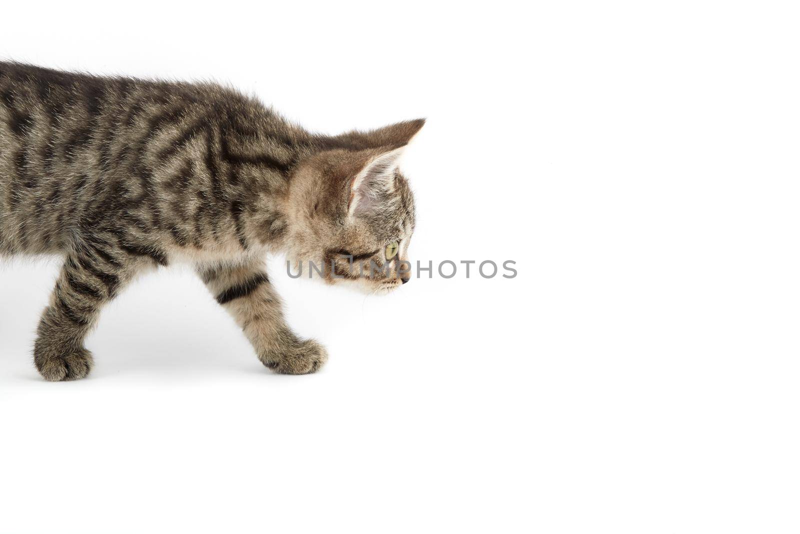 Small tabby (European Shorthair) kitten isolated on white background.