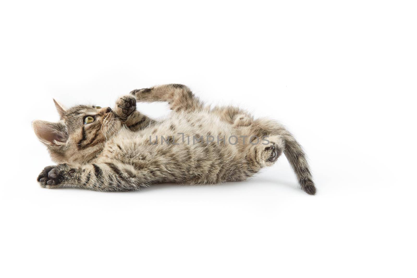 Small tabby (European Shorthair) kitten isolated on white background.