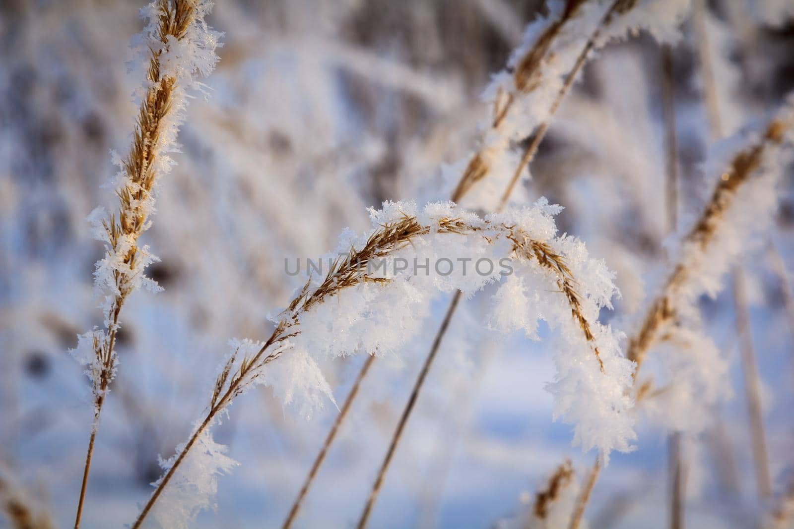 Spikelets and branches covered with frost and snowflakes in the forest, on a sunny day by Yurich32