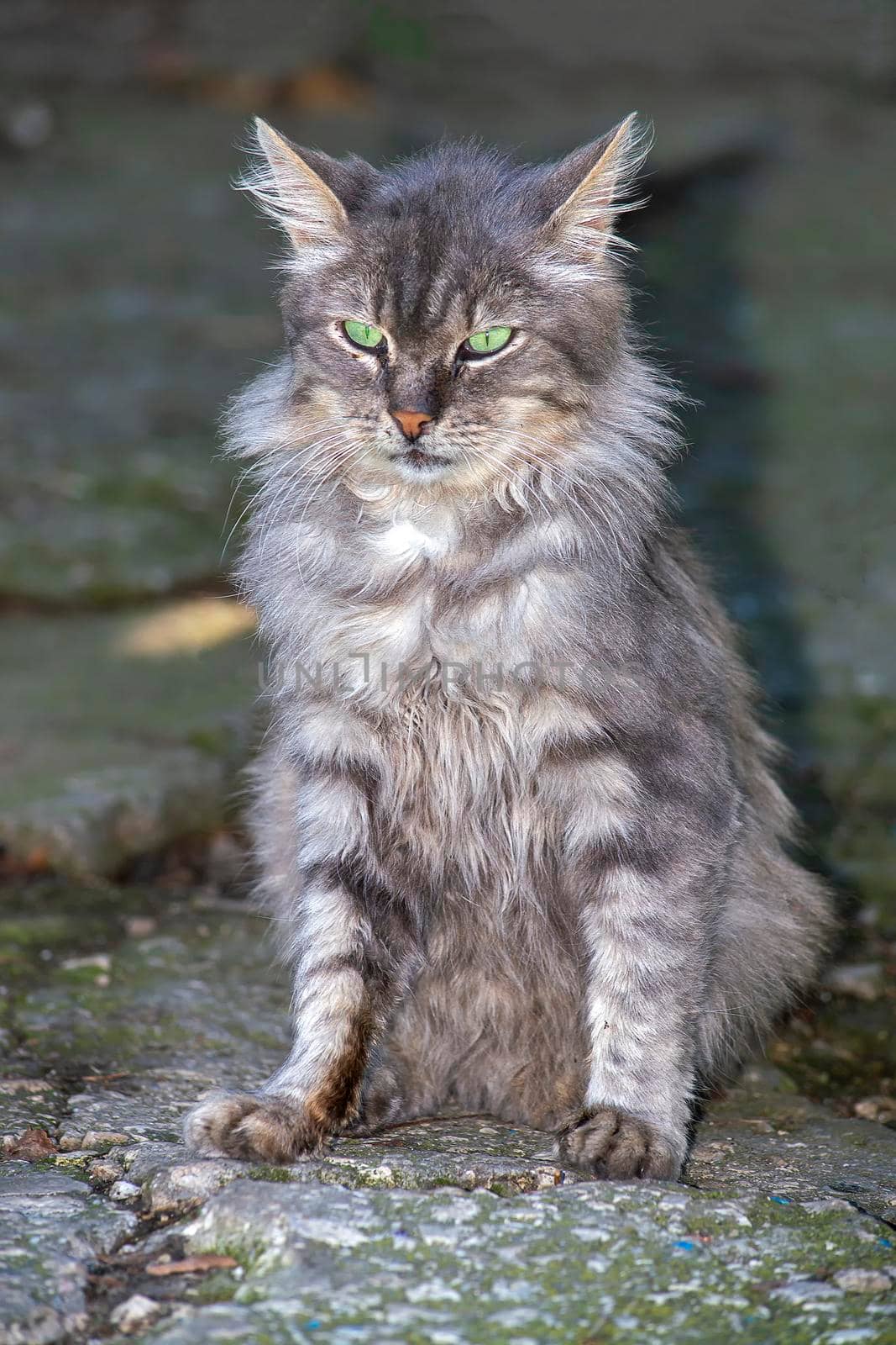 Grey striped cat. In nature in full growth sitting. View from the front. by Essffes