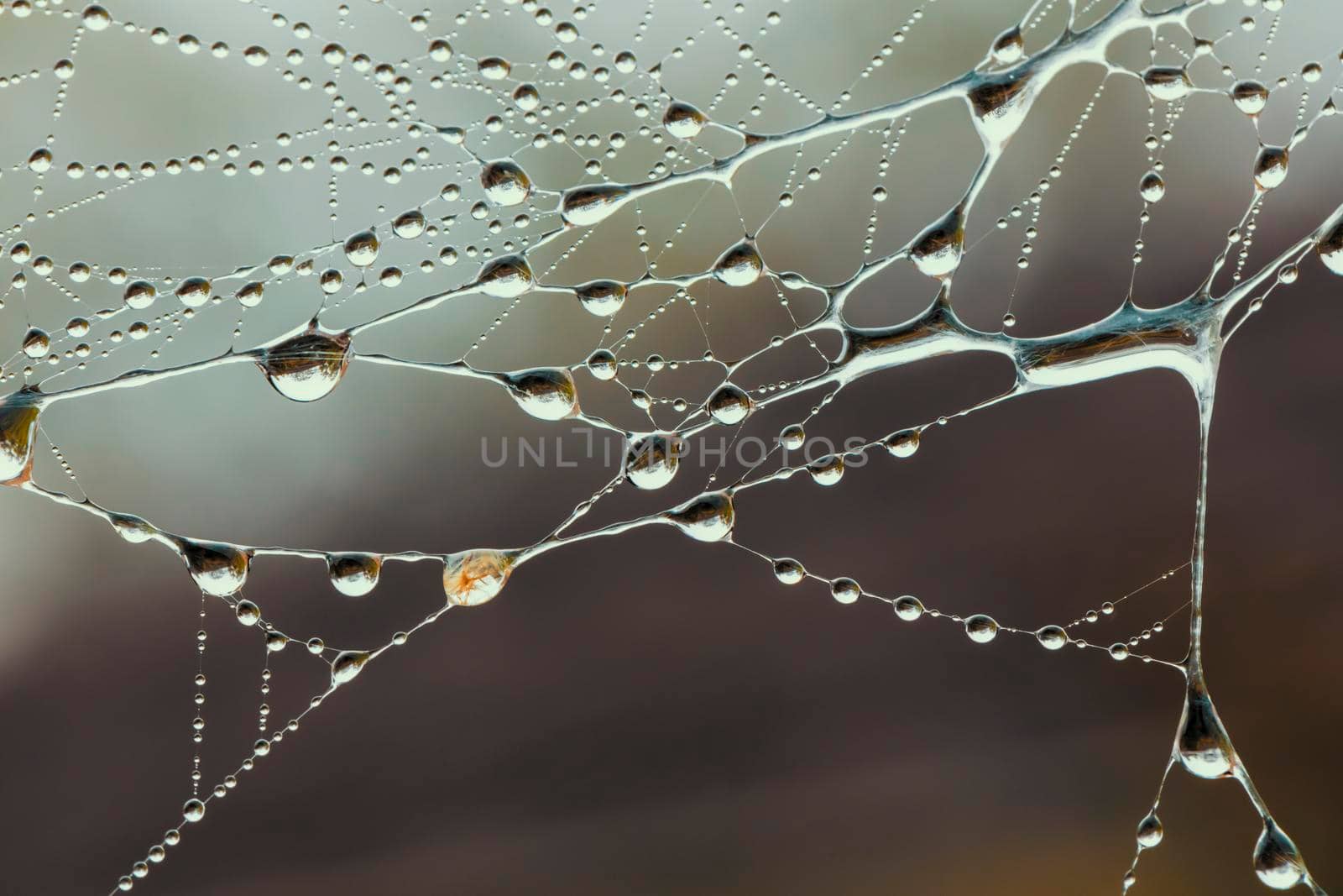 A large spider web with water drops by WittkePhotos