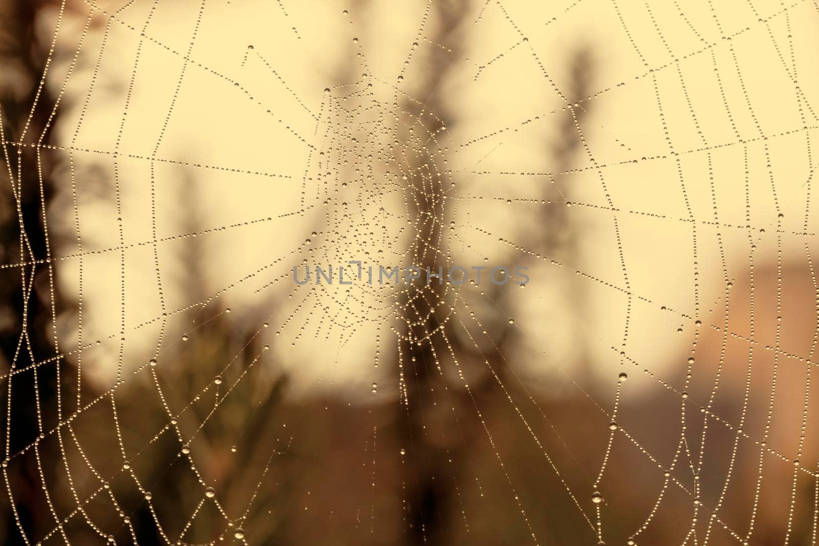 A large spider web covered with water drops in a domestic garden