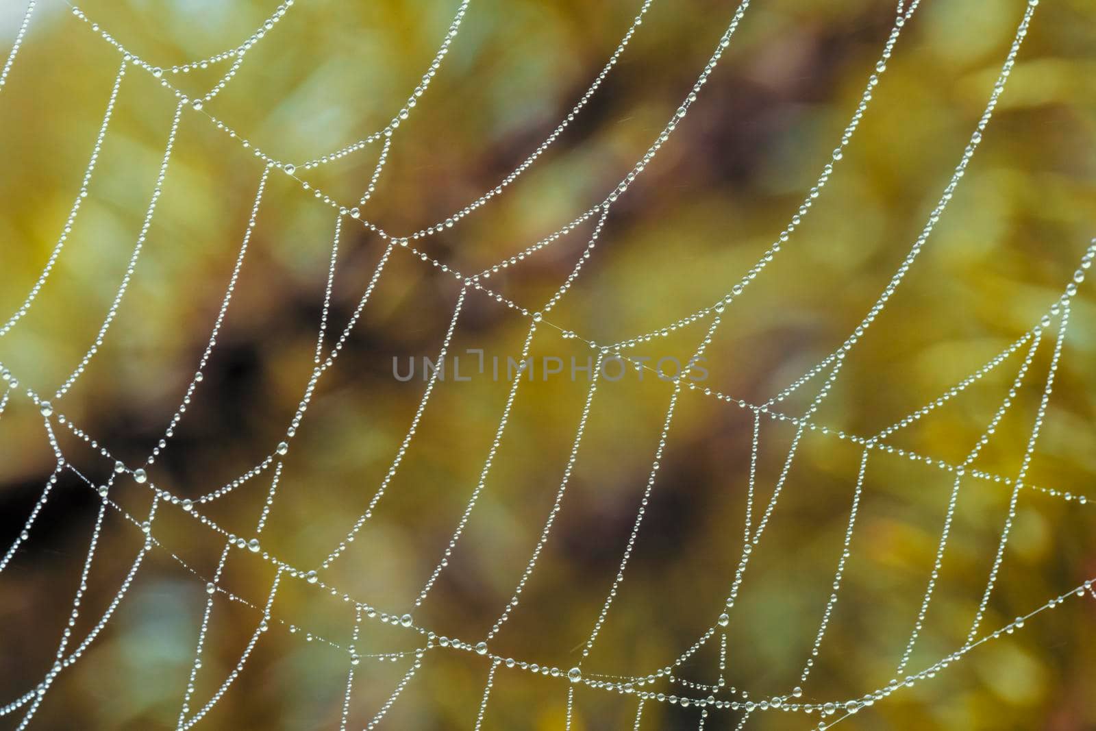 A large spider web covered with water drops in a domestic garden