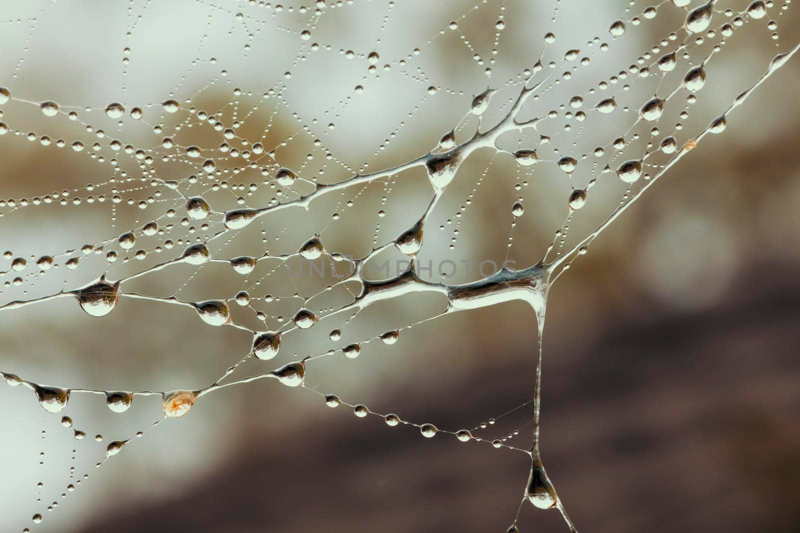 A large spider web with water drops by WittkePhotos