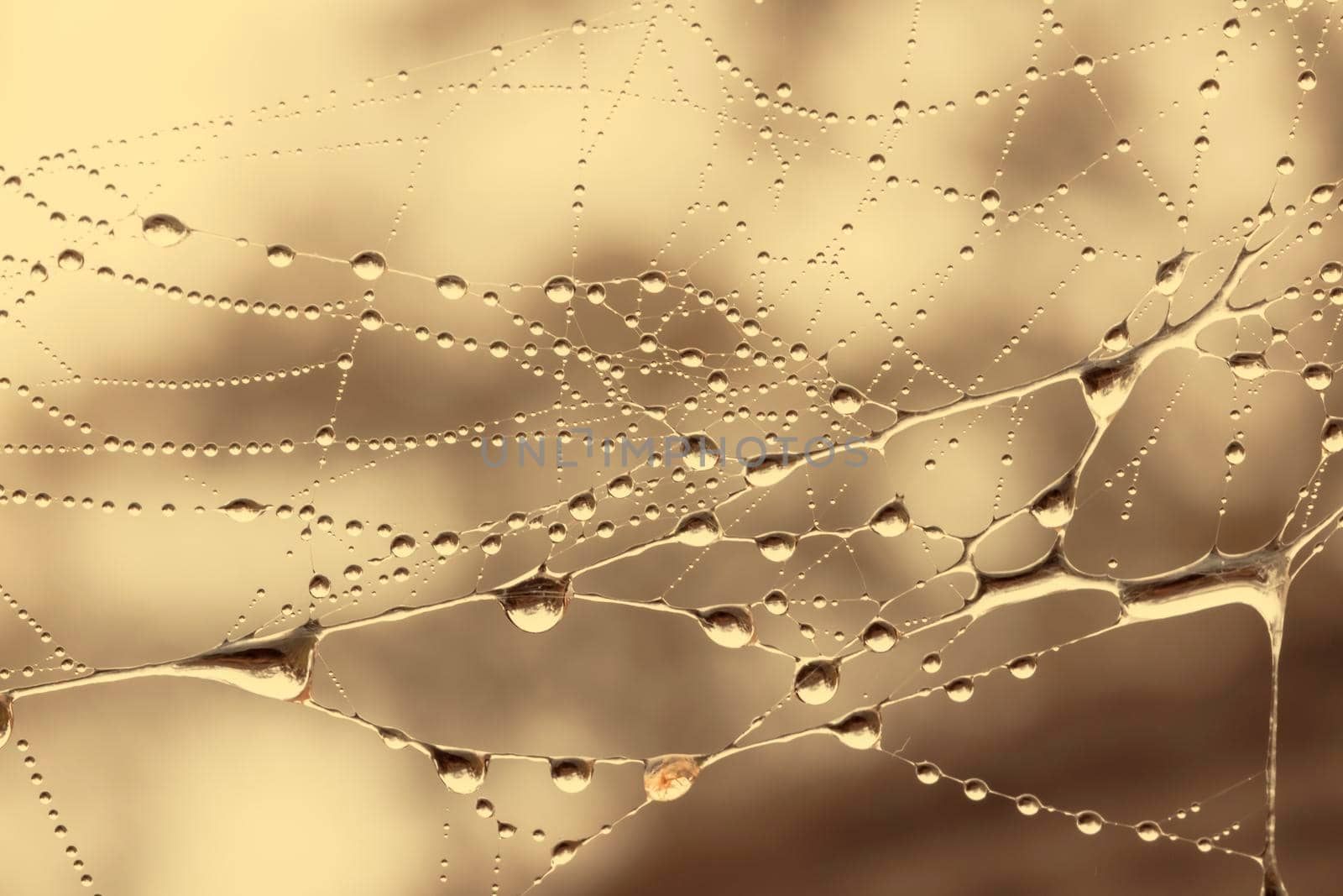 A large spider web covered with water drops in a domestic garden