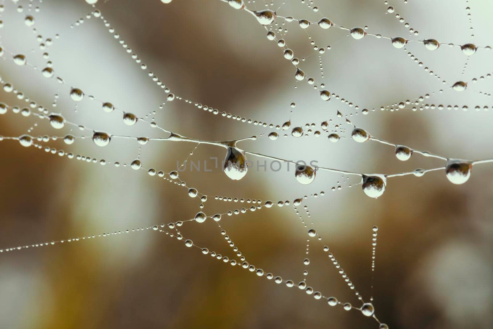 A large spider web covered with water drops in a domestic garden