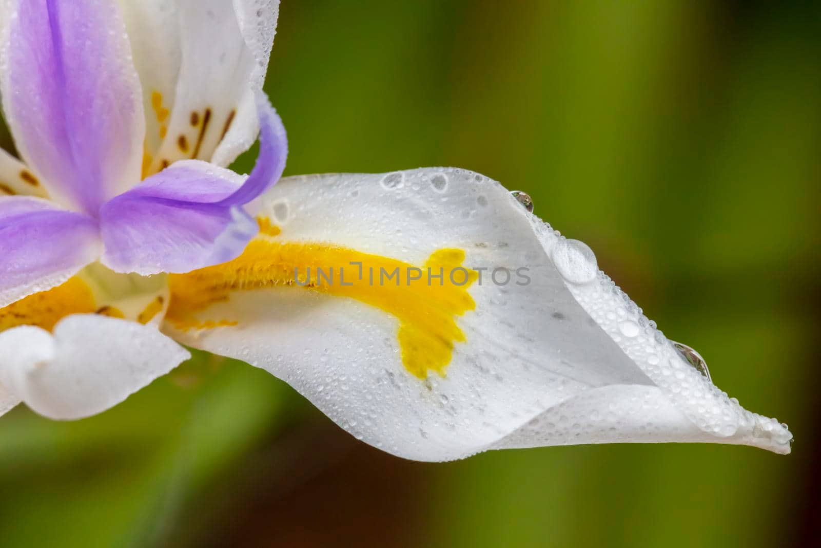 A large white flower leaf with water droplets by WittkePhotos