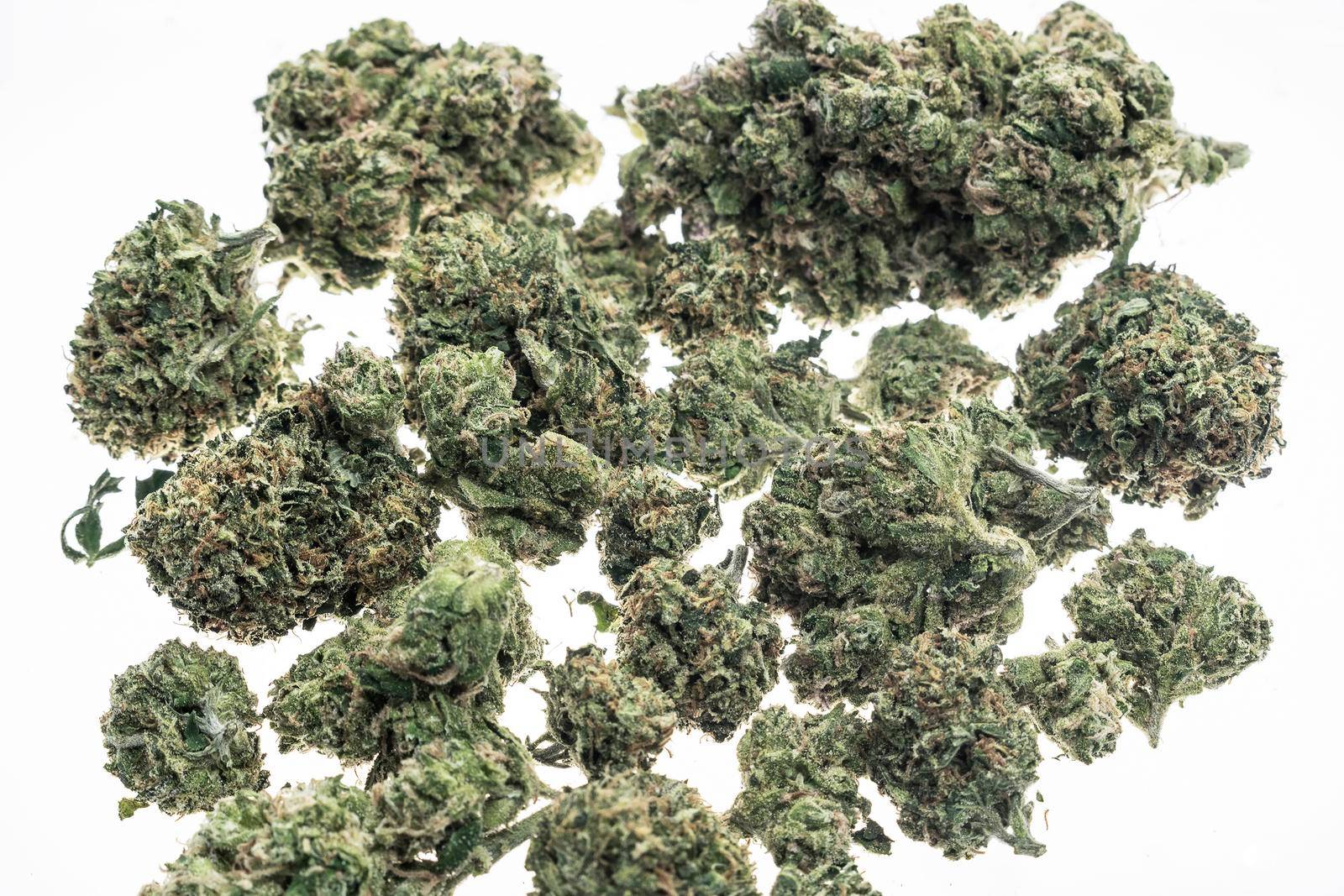 medical marijuana cannabis buds closeup on white studio background in amsterdam