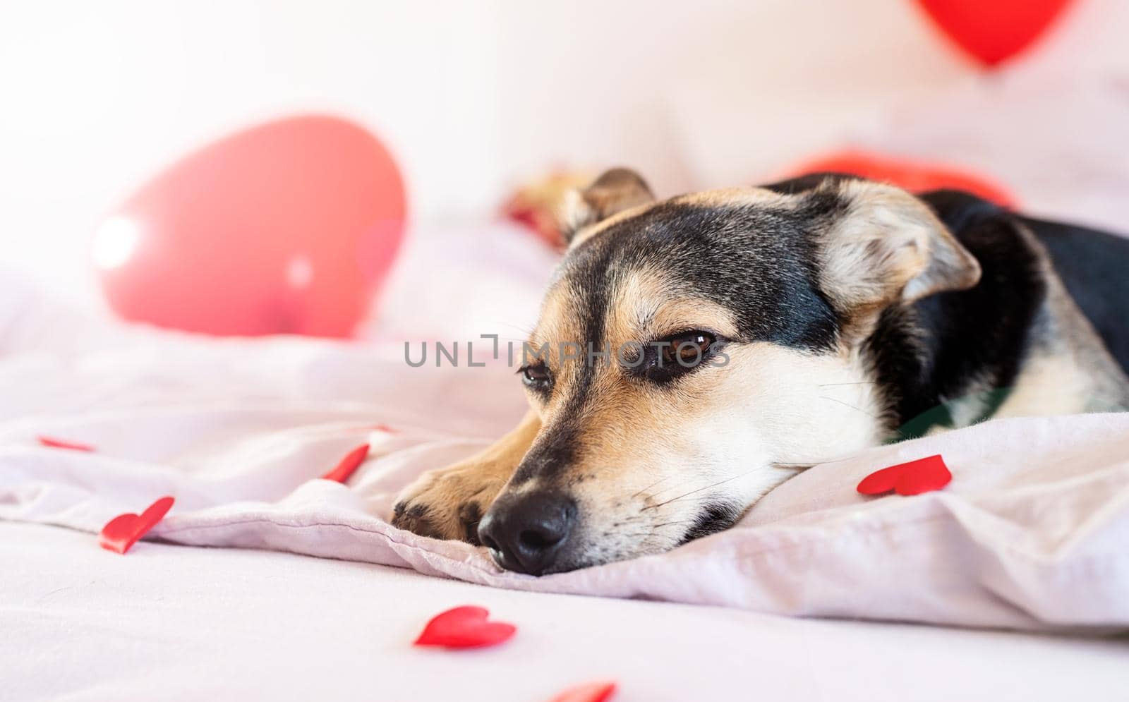 Puppy on decorated for valentines day bed with red baloons by Desperada