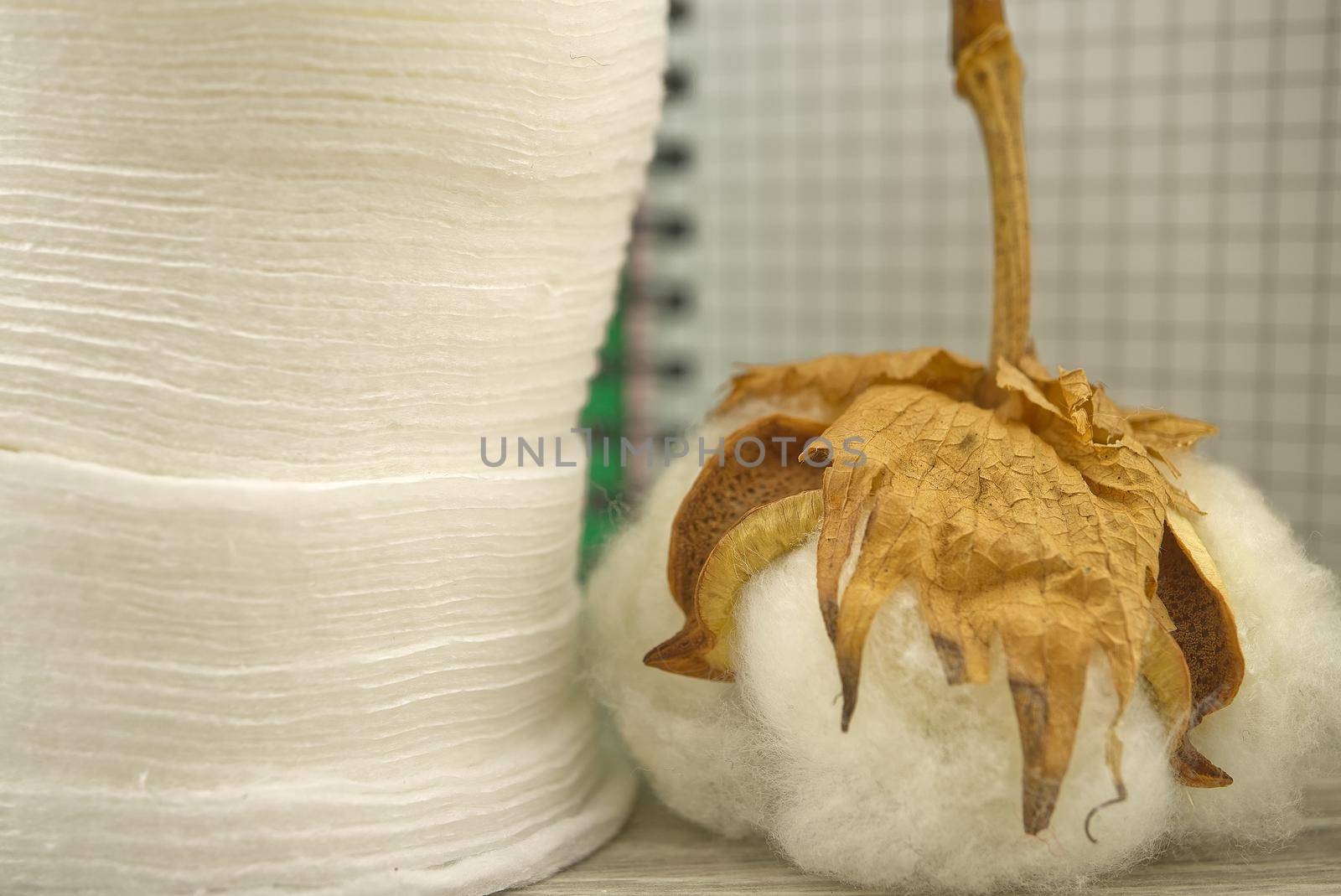 Natural cotton stem boll and stack of makeup remover facial cotton pads placed in front of of wire bound notepad. Organic production concept