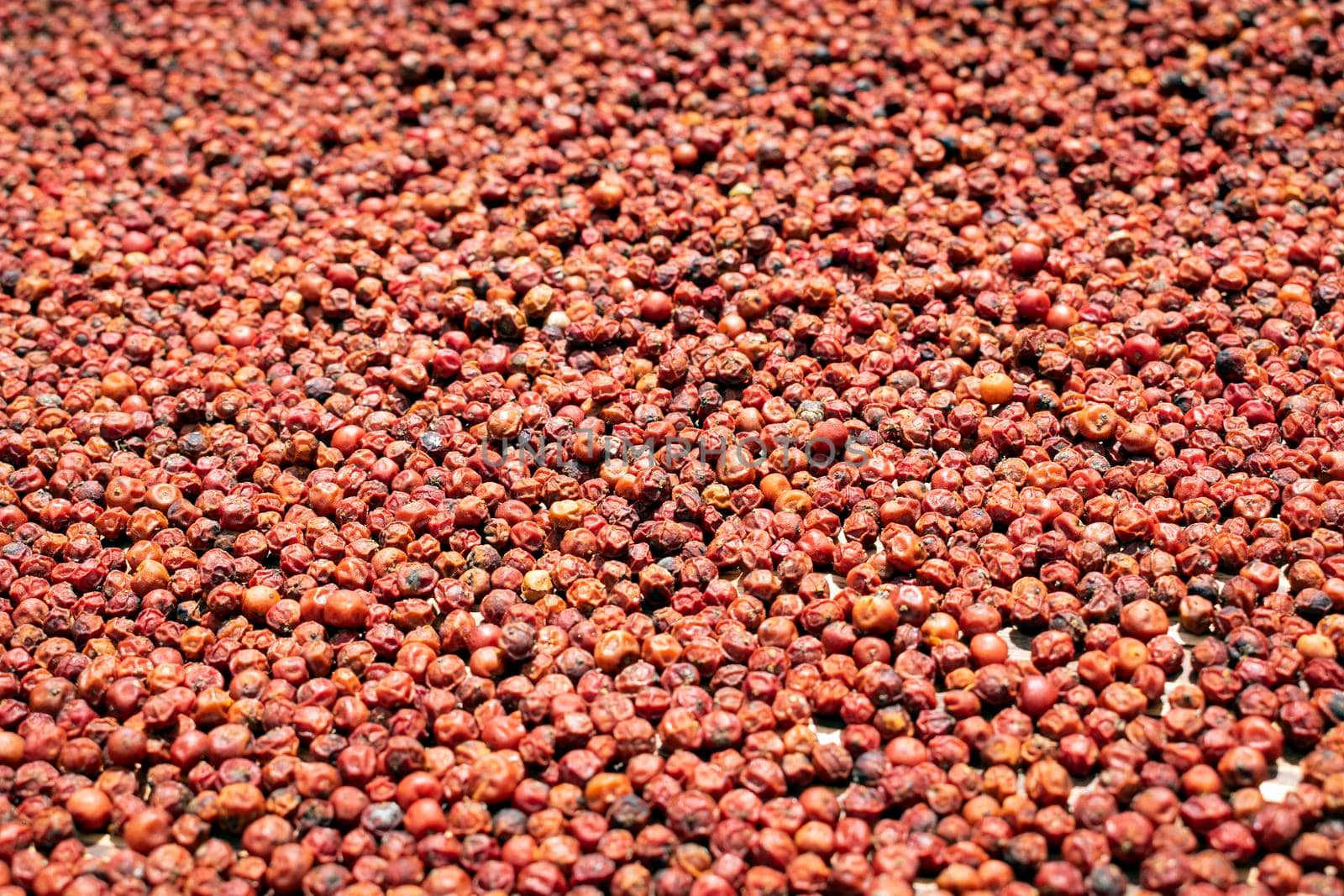 asian red peppercorns drying in the sun by jackmalipan