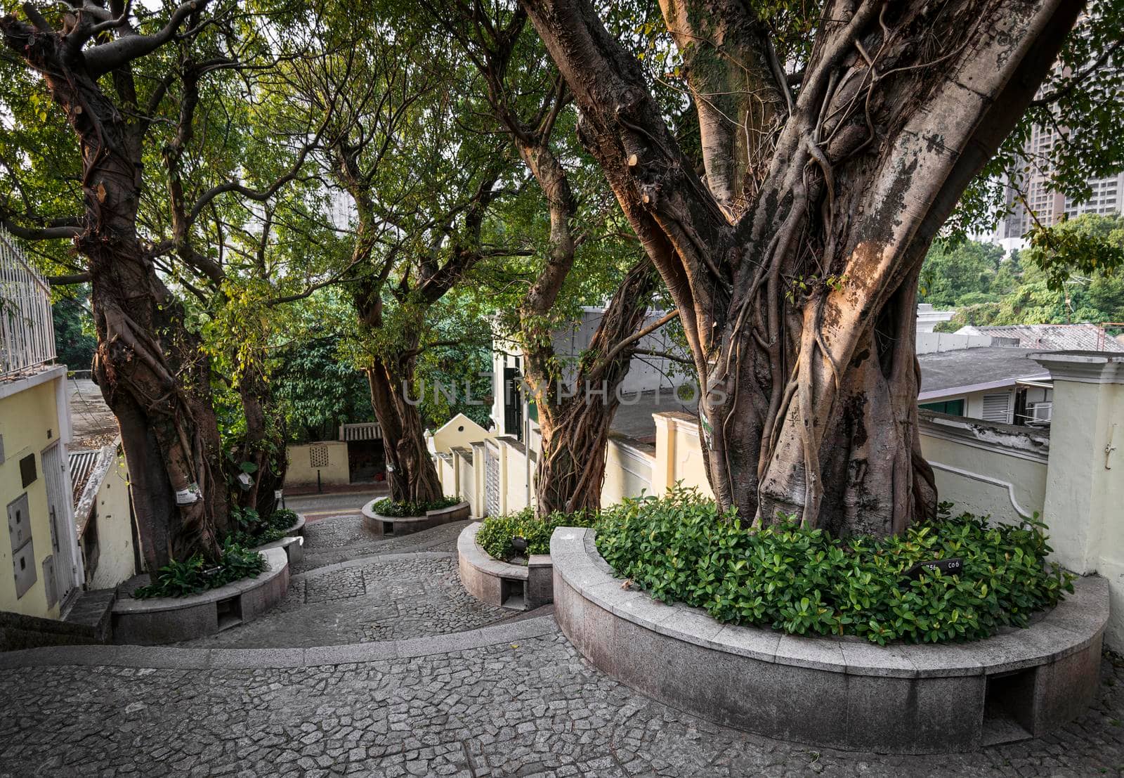 calcada do carmo portuguese colonial style alley in old taipa area of macau china