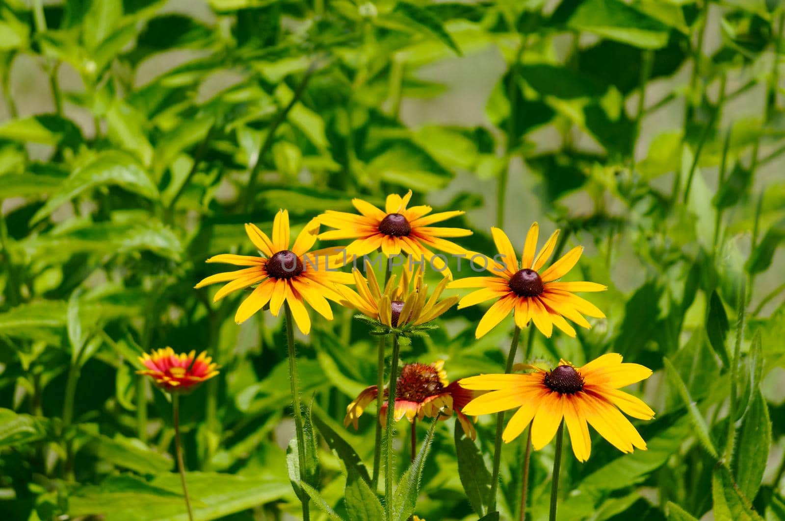 Close-up of yellow flowers in an outdoor garden in summer.Texture or background