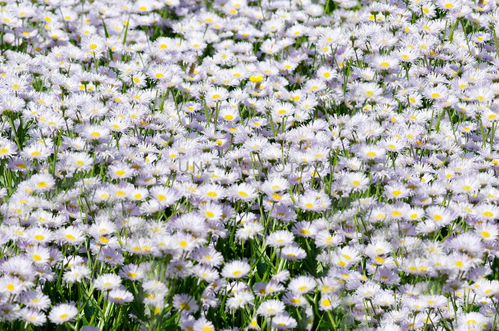 Wildflowers bloom in the open air meadow in the summer.Texture or background