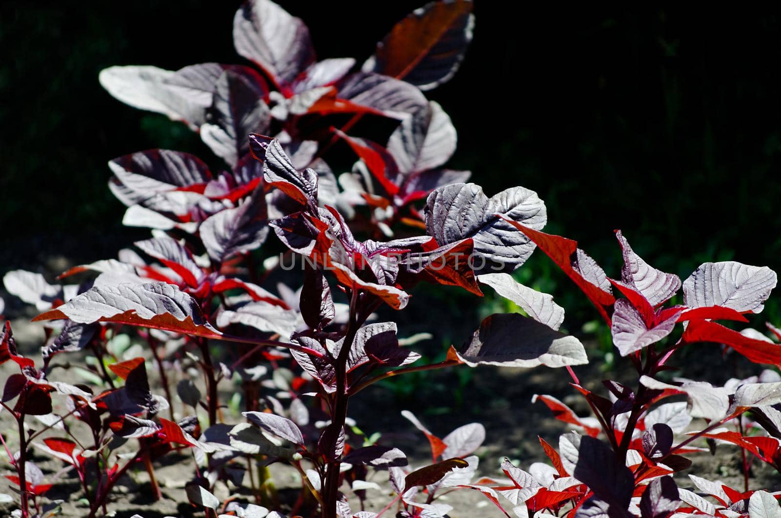 In the sunny time a twig with burgundy leaves in the open airTexture or background