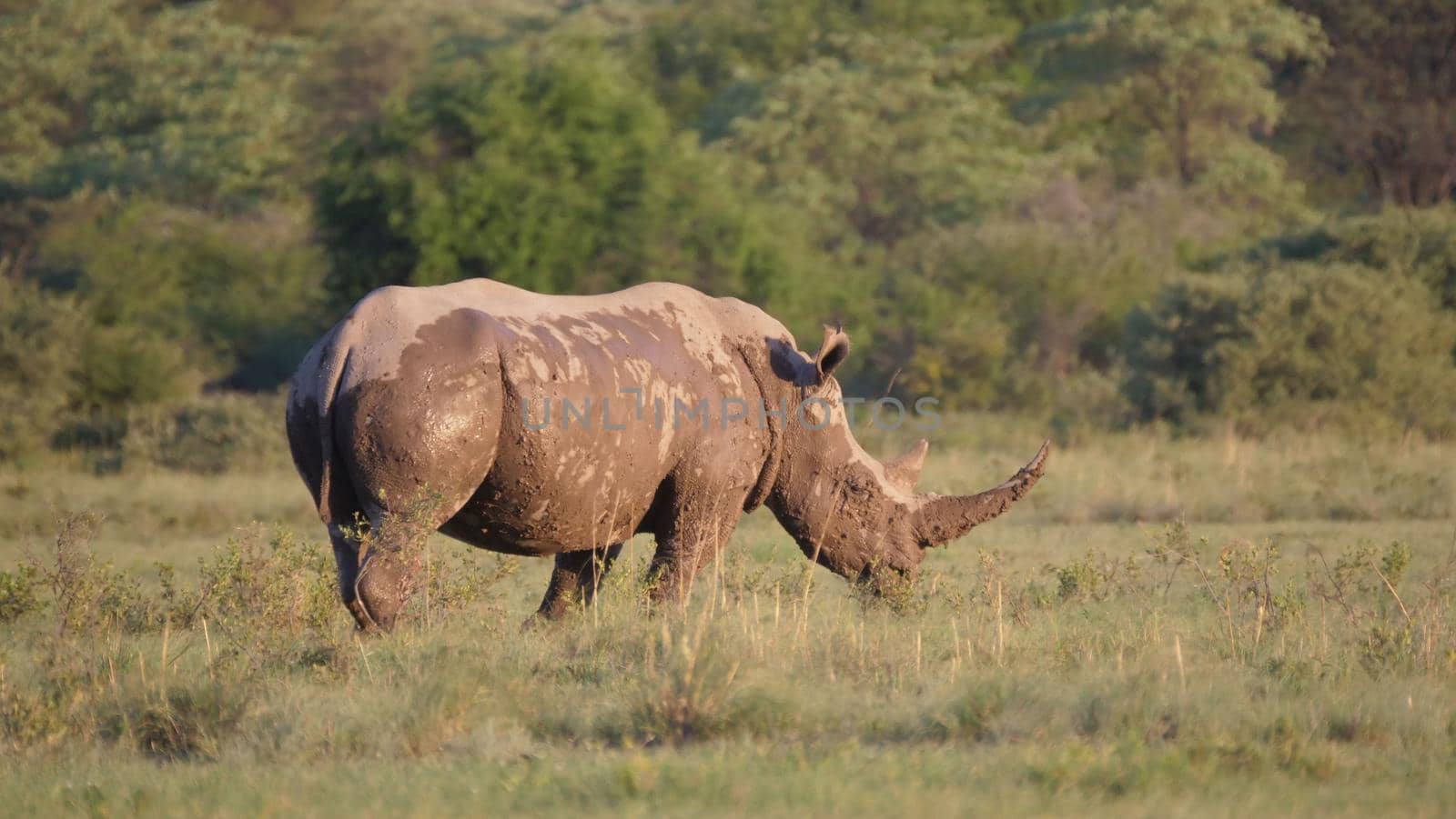 Muddy rhino on the savanna  by traveltelly
