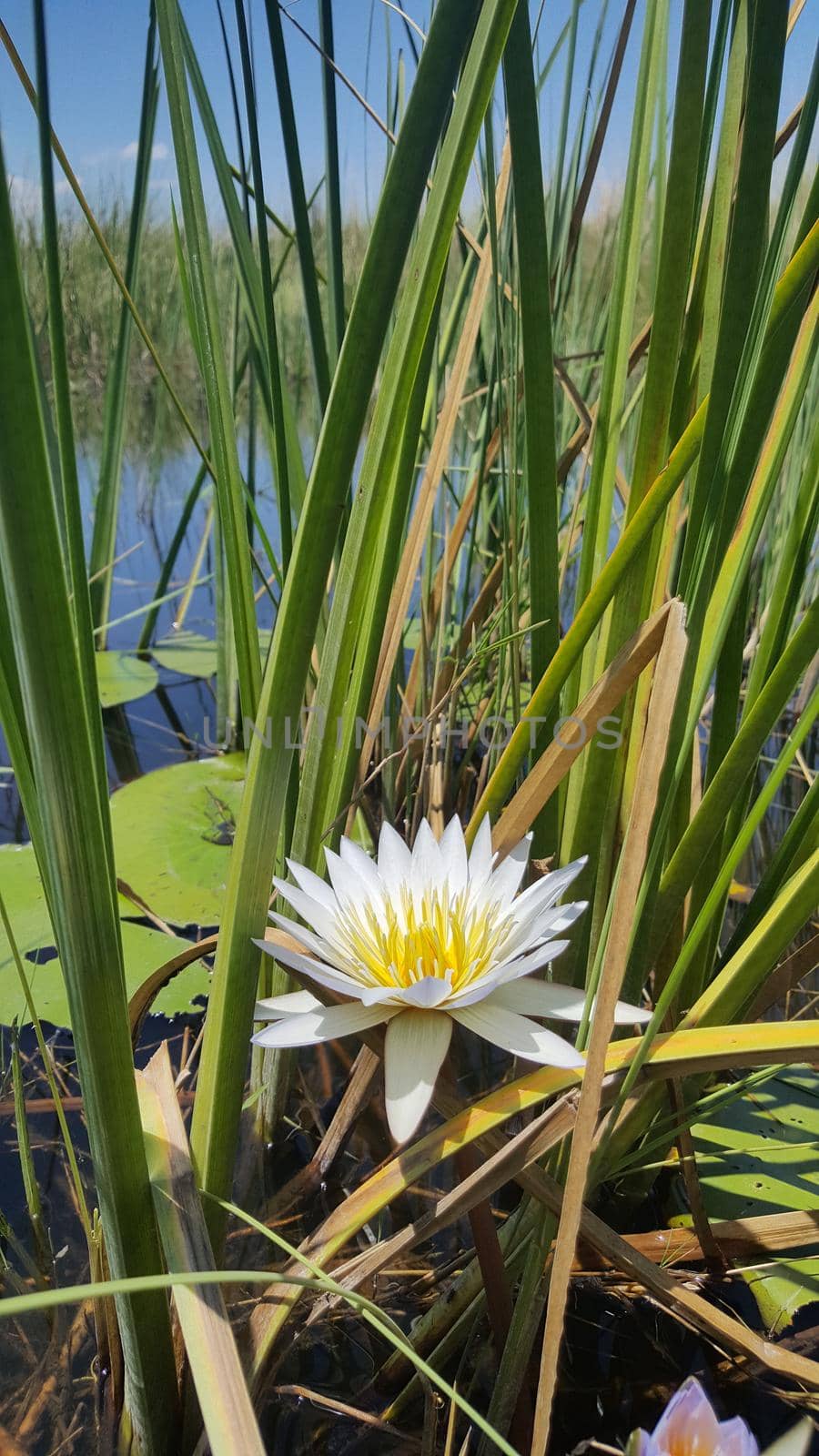 Lotus flower Tree in Nkasa Rupara National Park by traveltelly