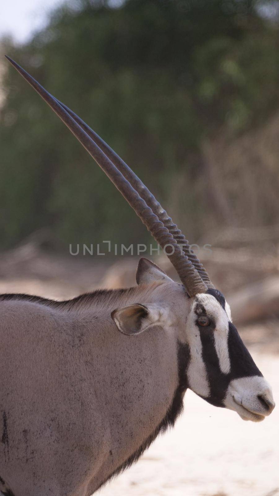 Close up from a Gemsbok  by traveltelly