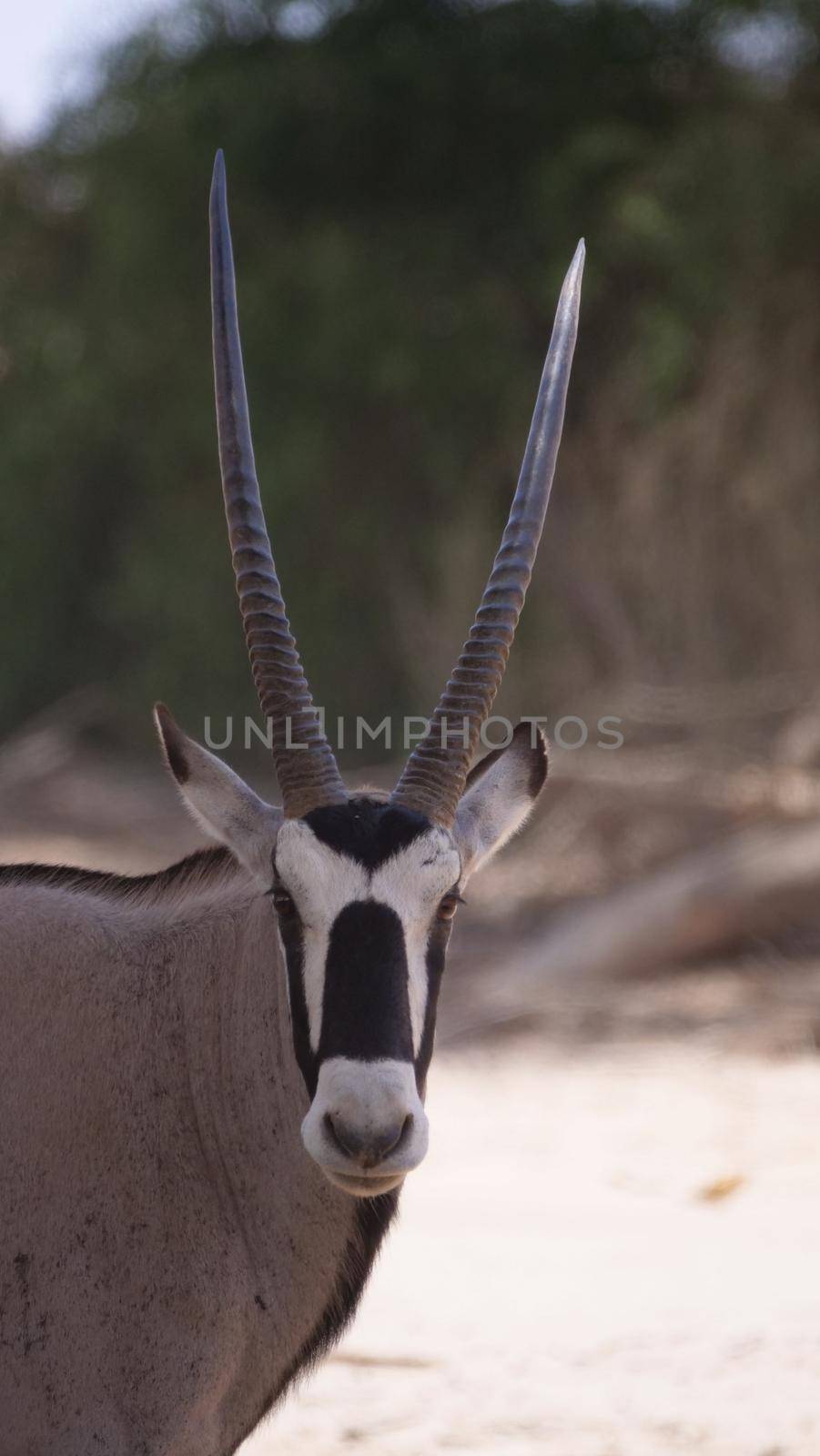 Close up from a Gemsbok in Africa