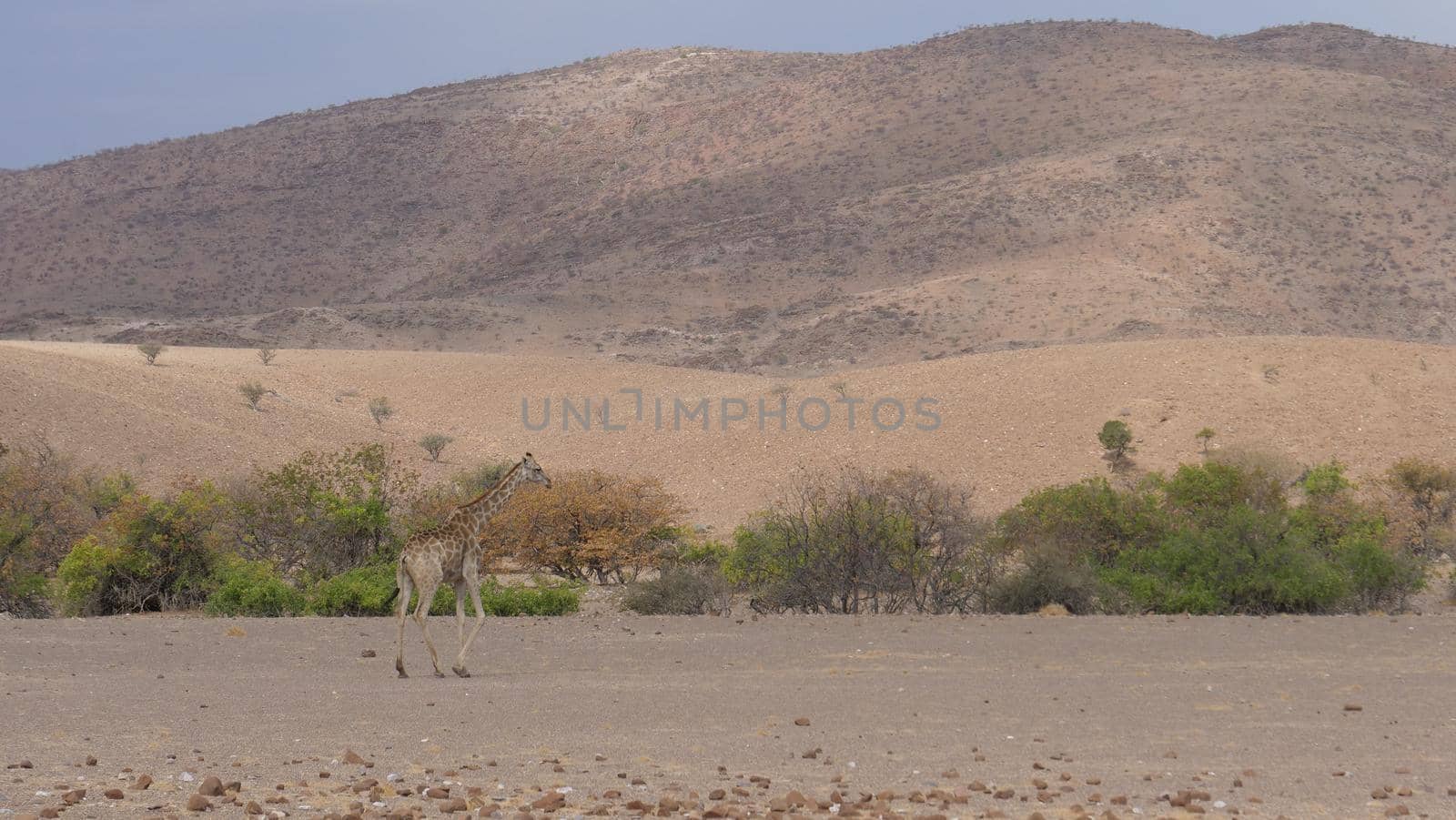 Lonely young giraffe walks on the dry savanna of Orupembe in Namibia