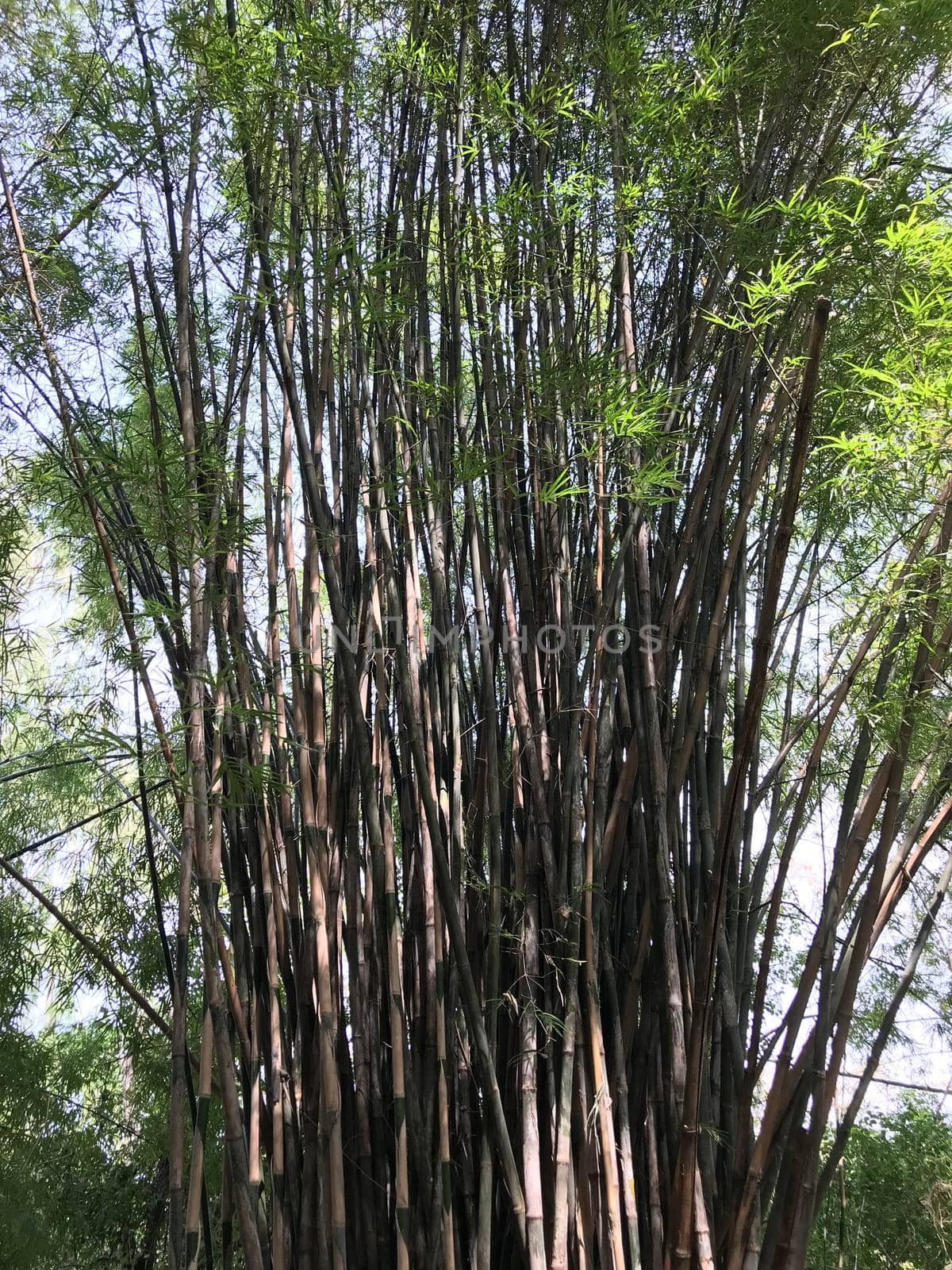 Bamboo tree in Phanom Sawai Forest Park  by traveltelly