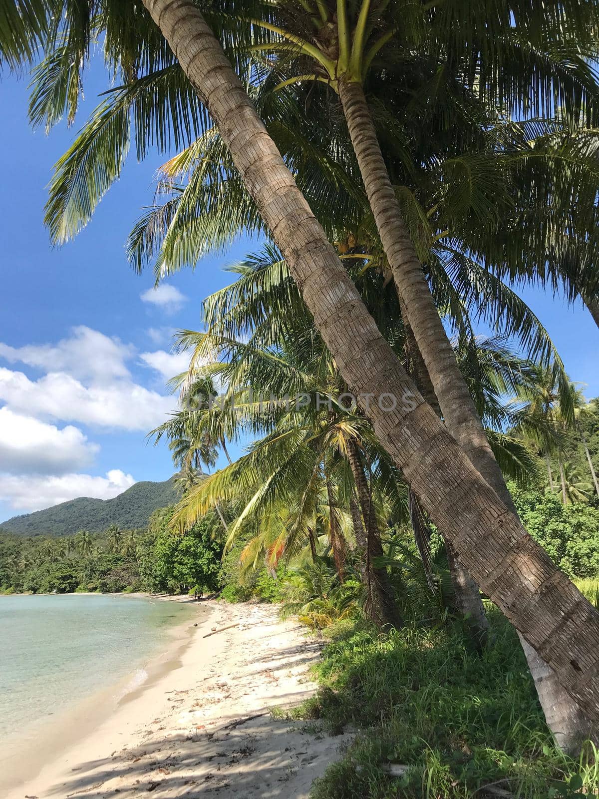 Palmtrees at Long Beach on Koh Chang Island Thailand