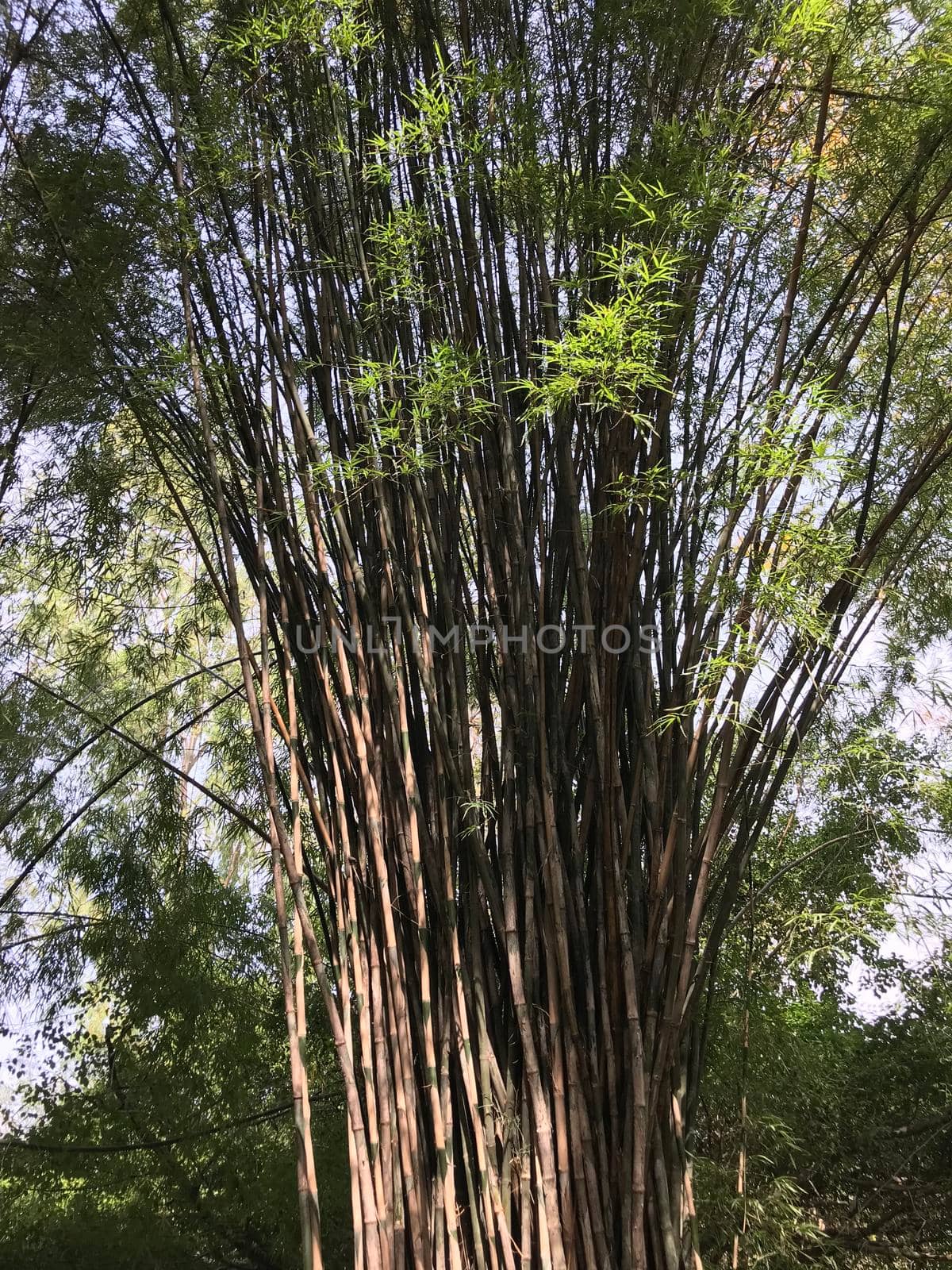 Bamboo tree in Phanom Sawai Forest Park Thailand

 by traveltelly