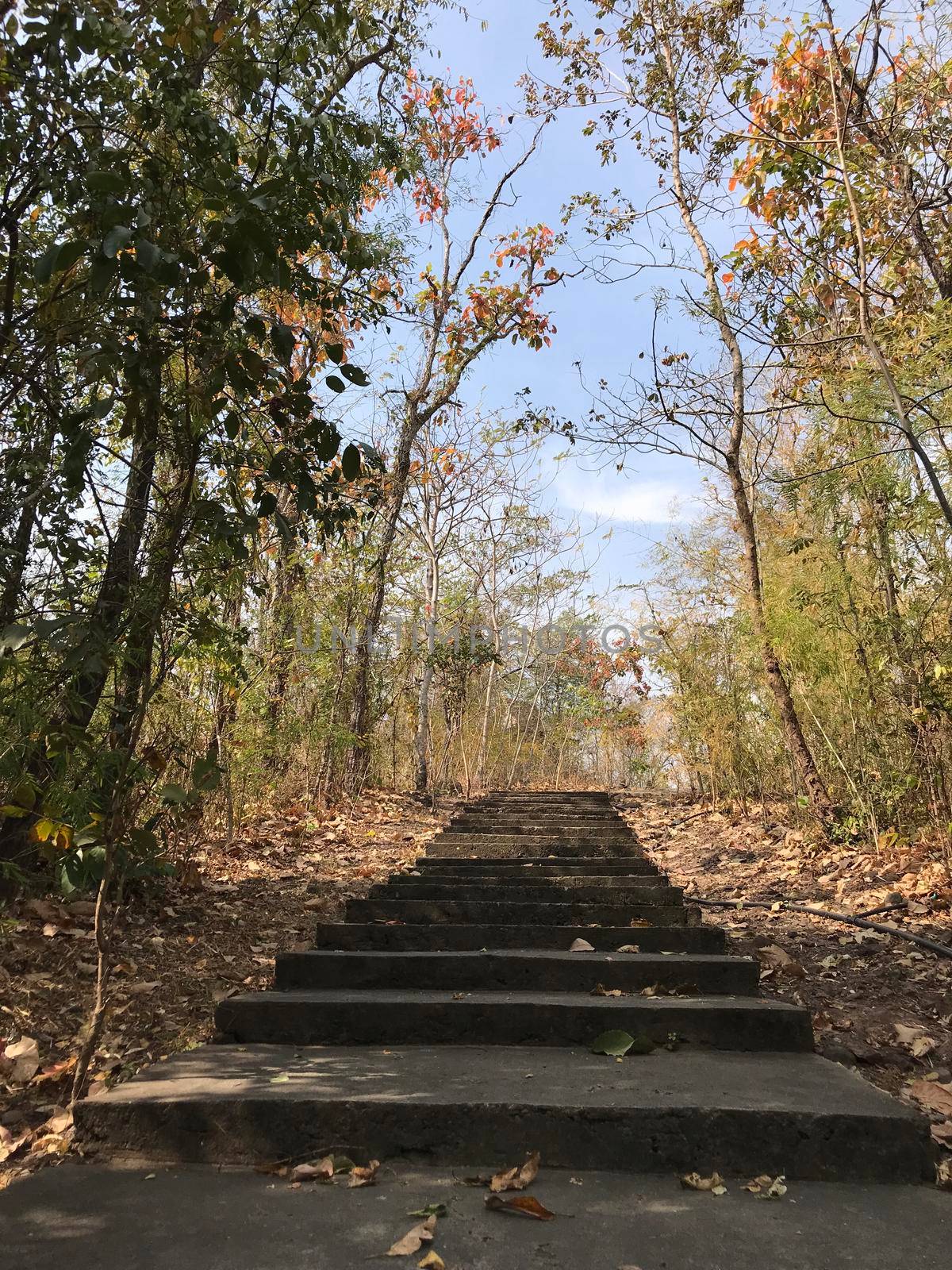 Path towards a buddhism temple in Phanom Sawai Forest Park Thailand