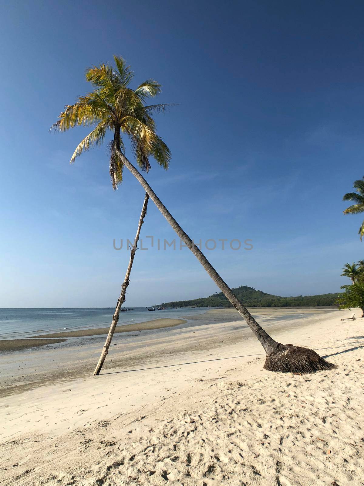 Palm tree at beach  by traveltelly