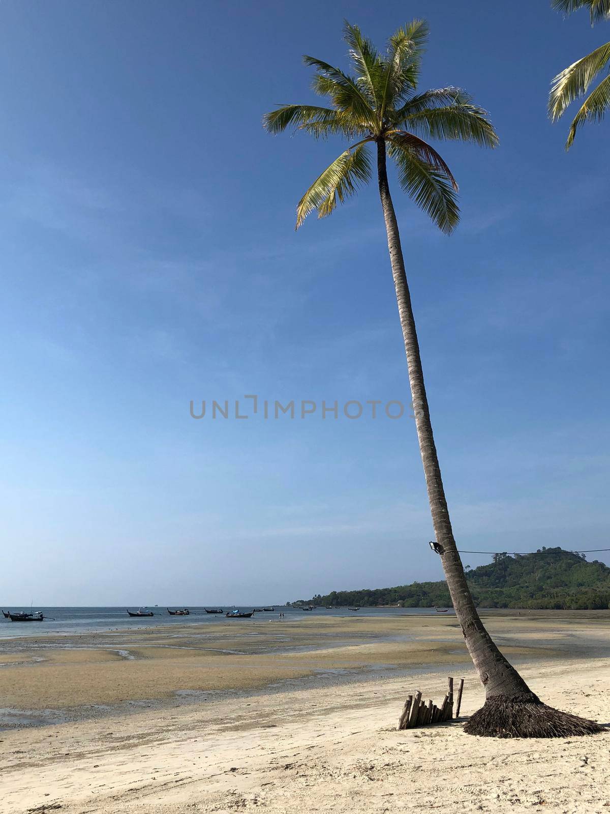 Palm tree at the beach on Koh Mook island in Thailand