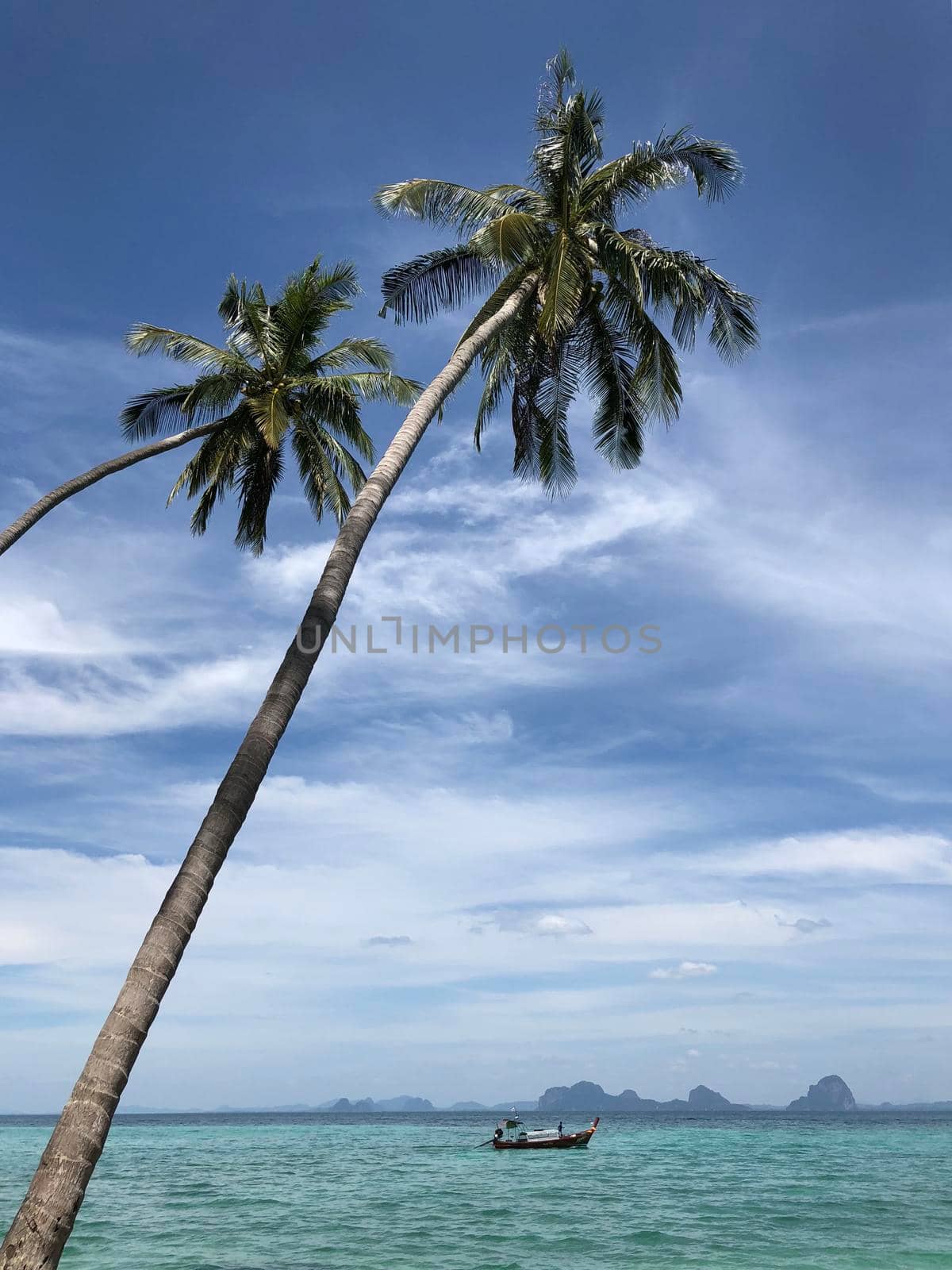 Palm trees on Koh Ngai in Thailand