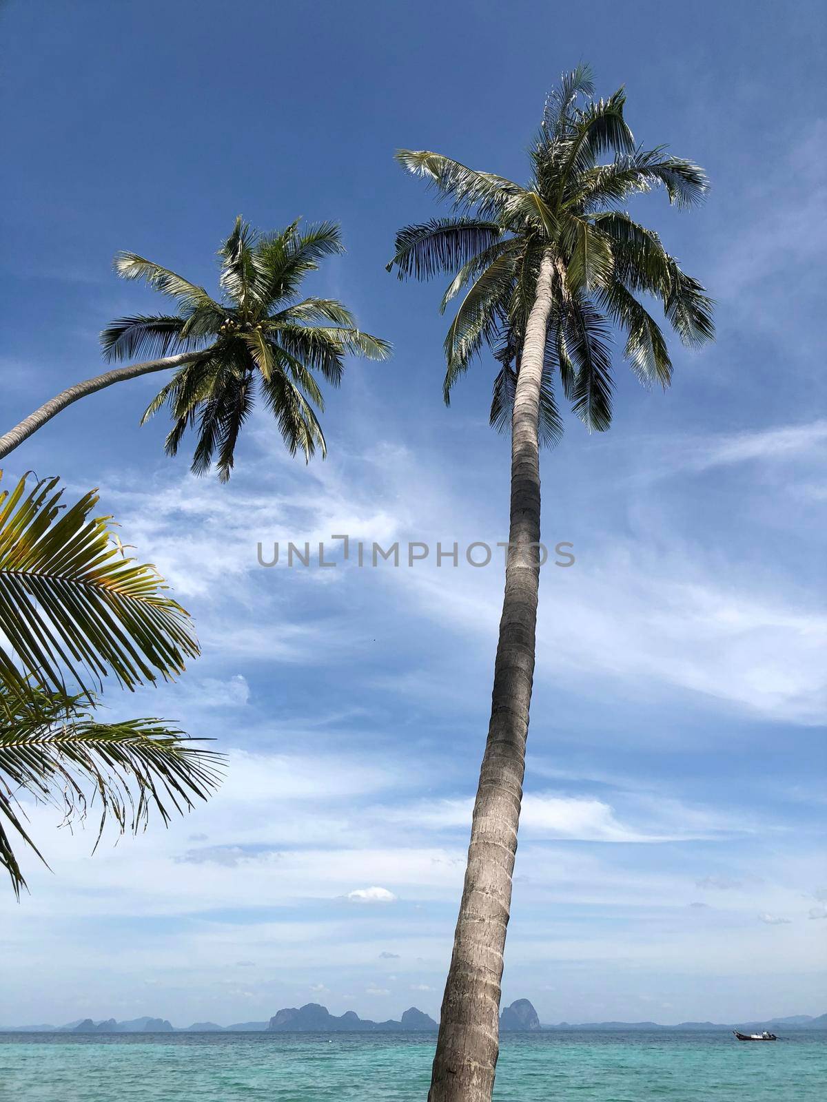 Palm trees on Koh Ngai  by traveltelly