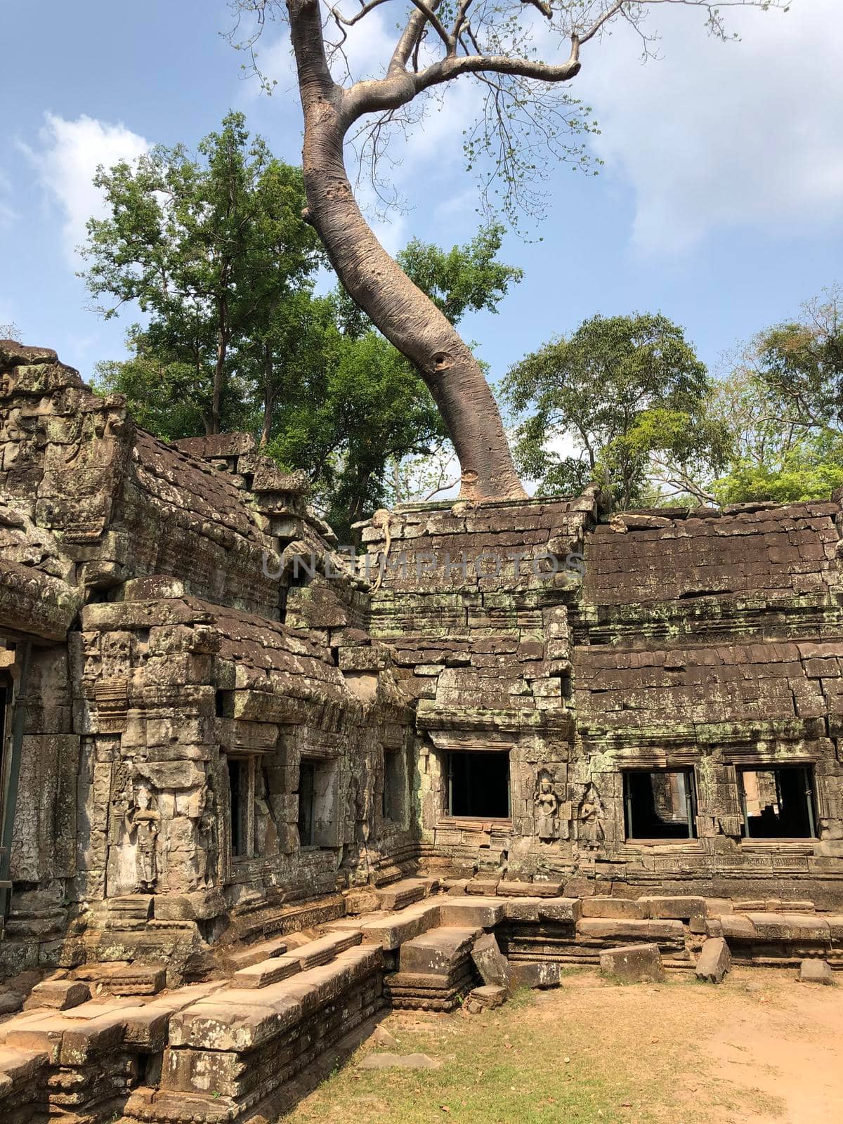 Ta Prohm Temple (tomb raider temple) by traveltelly