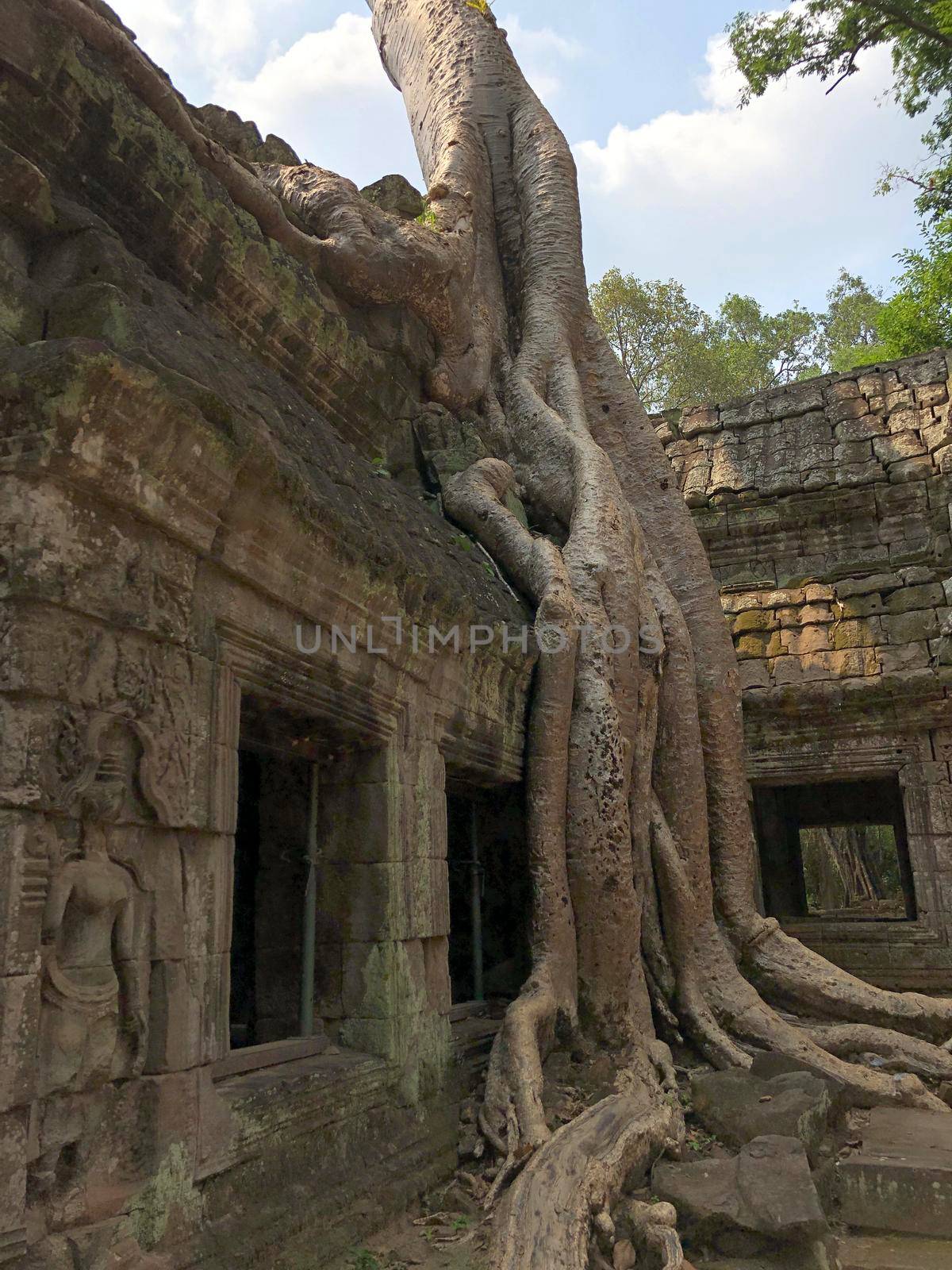 Tree roots at Ta Prohm Temple  by traveltelly