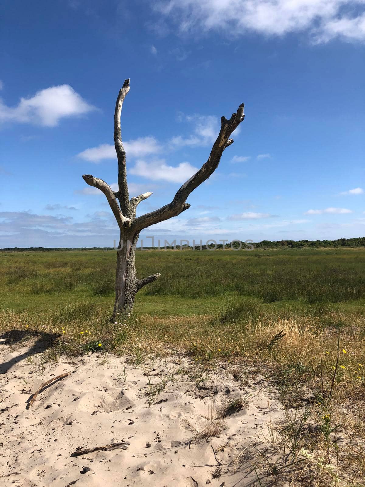 Death tree on Schiermonnikoog in Friesland, The Netherlands