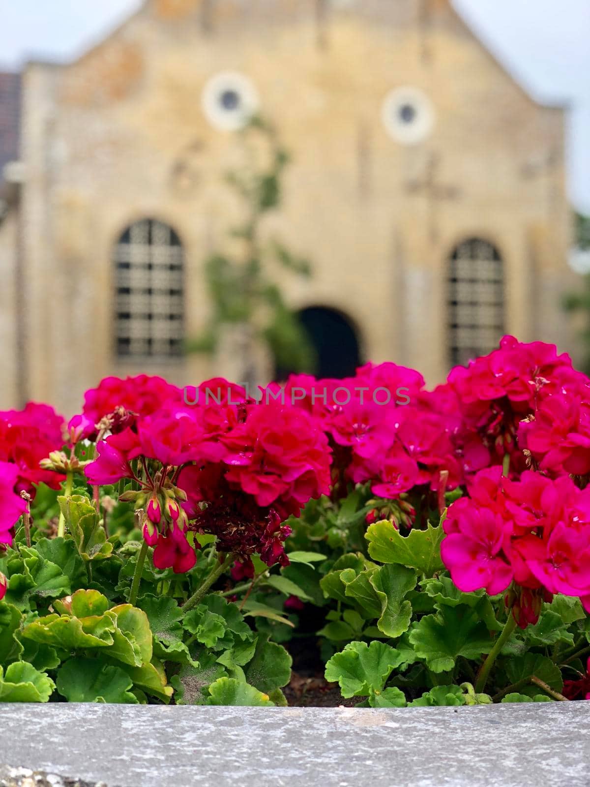 Flowers in front of the H. Nicolaaskerk  by traveltelly