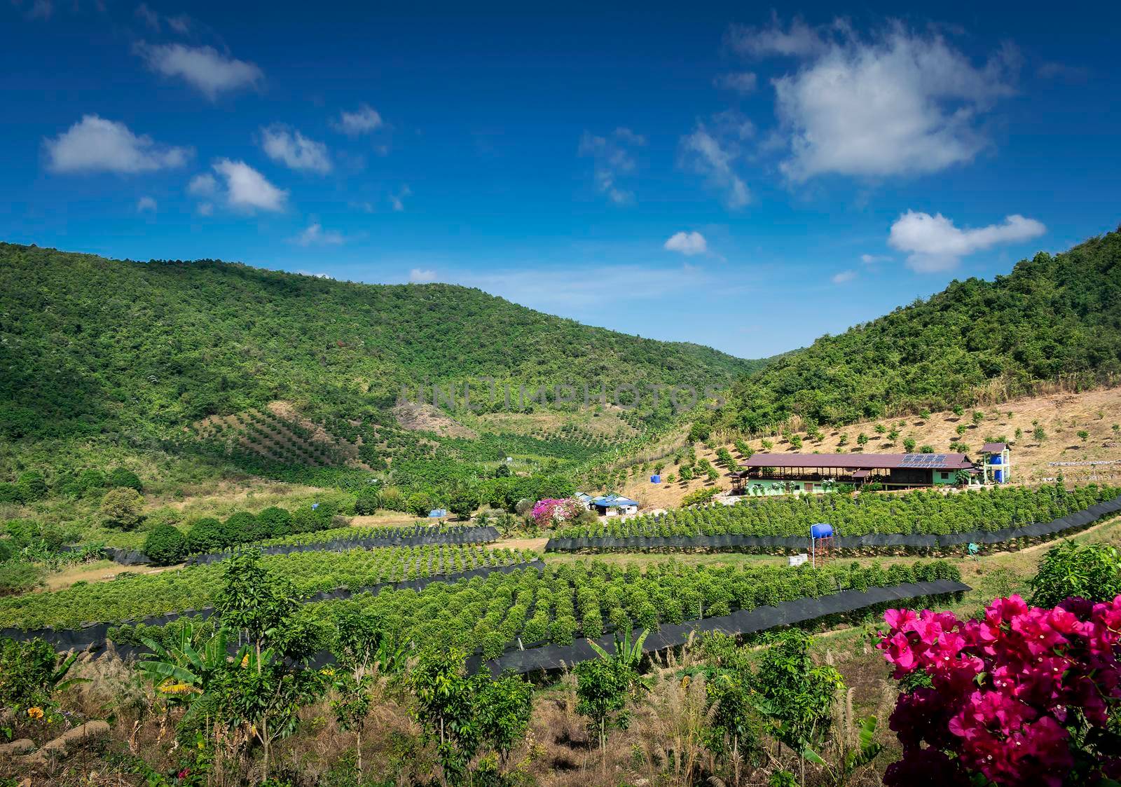 rural valley landscape with organic pepper farm near kampot cambodia